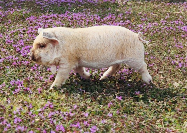 Tarutaru x Tonganui Gilt