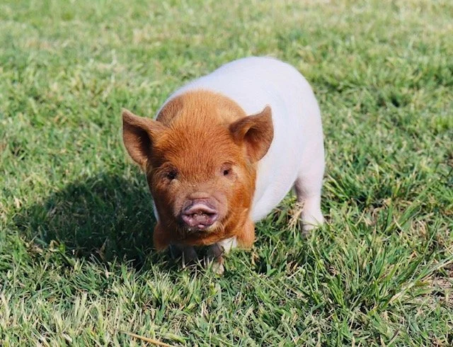 Trish x BH Tutaki Gilt