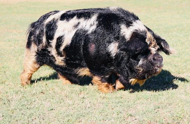 SUPREME Champion MKONO Ru- Waylon