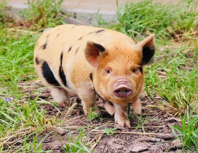 Haunene x Ru Gilt
