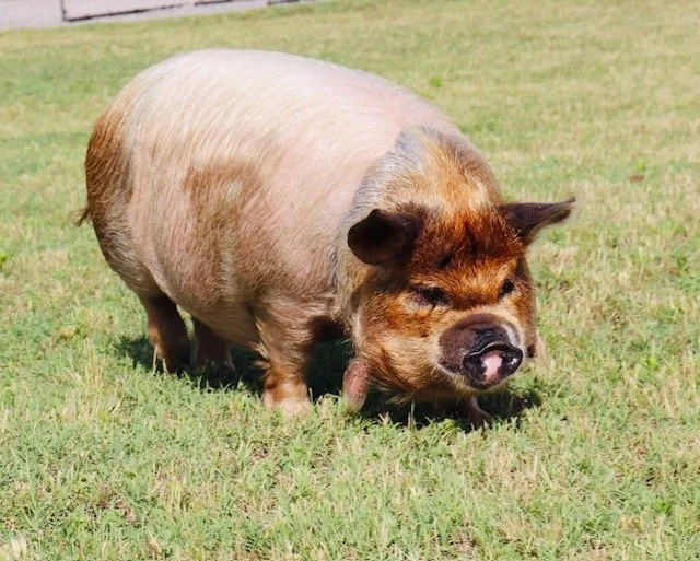 Tapeka x Ru Gilt