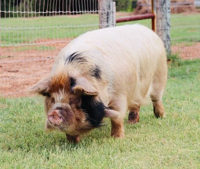 Bred Trish Gilt