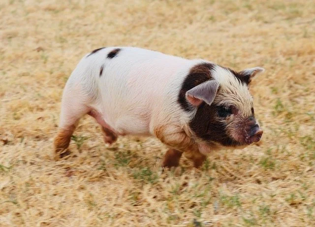 IMG_2928.jpg