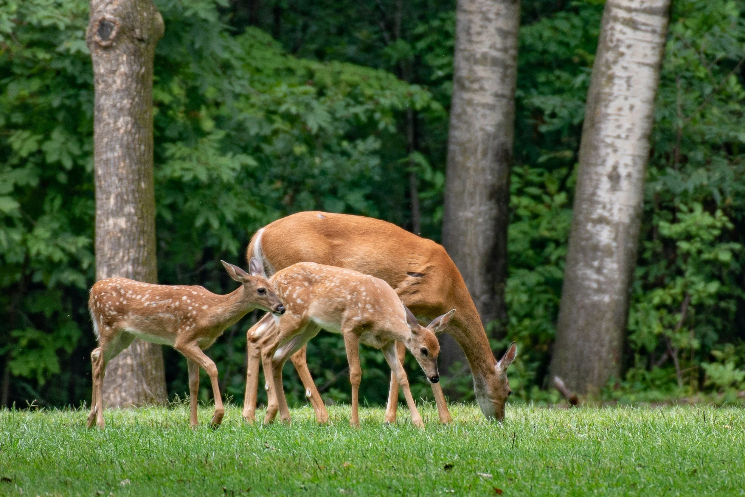 OUR HERD -oh deer!