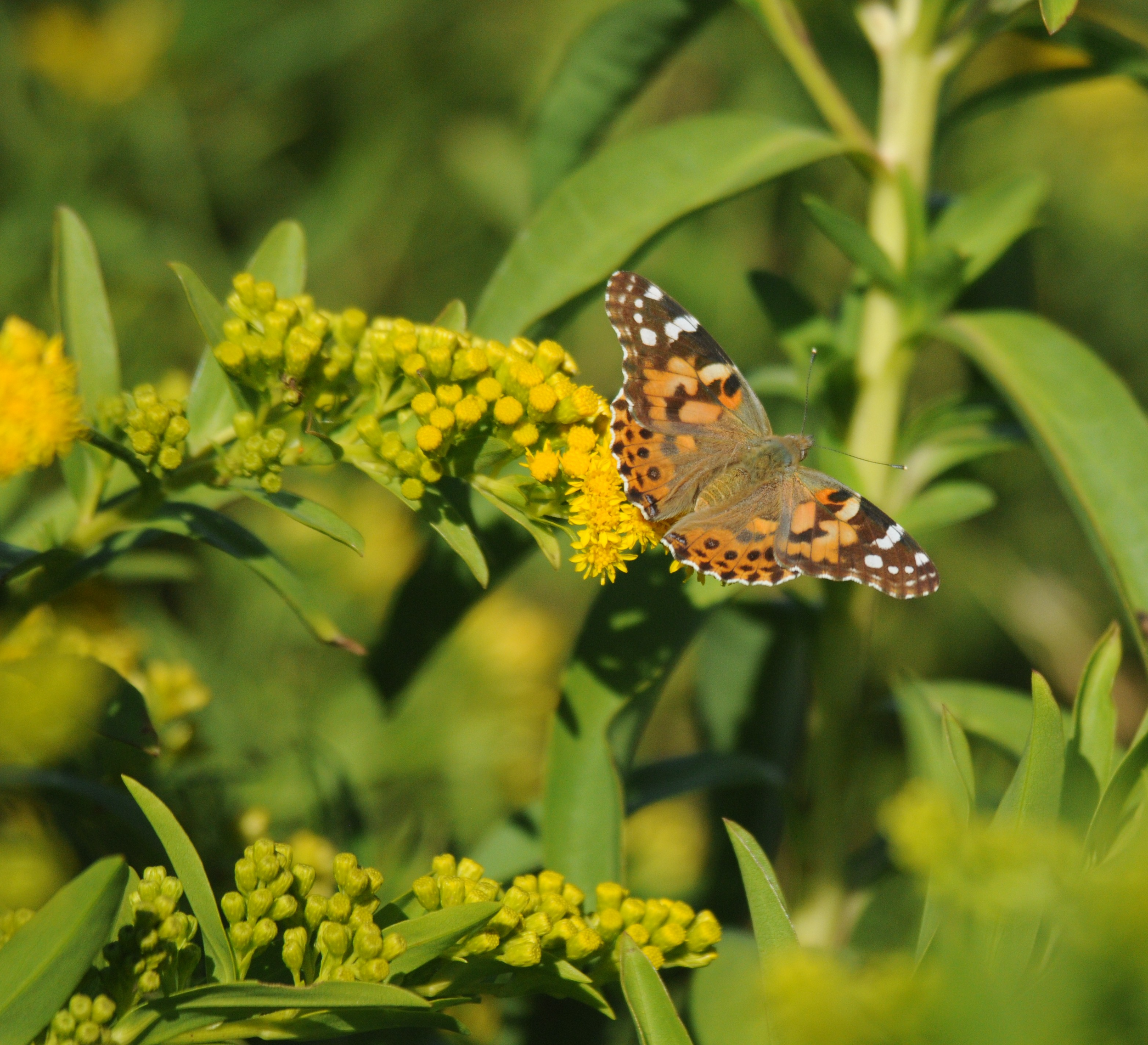 Sakonnet Preservation Association Native Plant Series