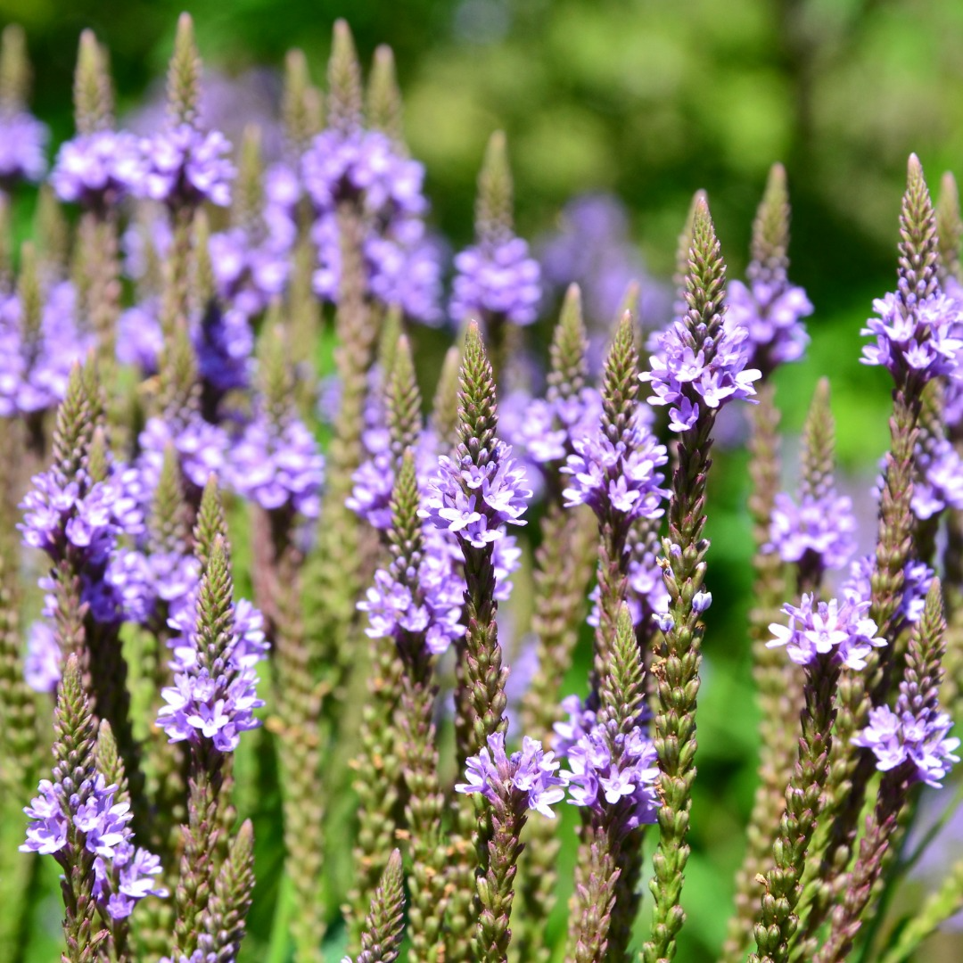 Sakonnet Preservation Association Native Plant Series