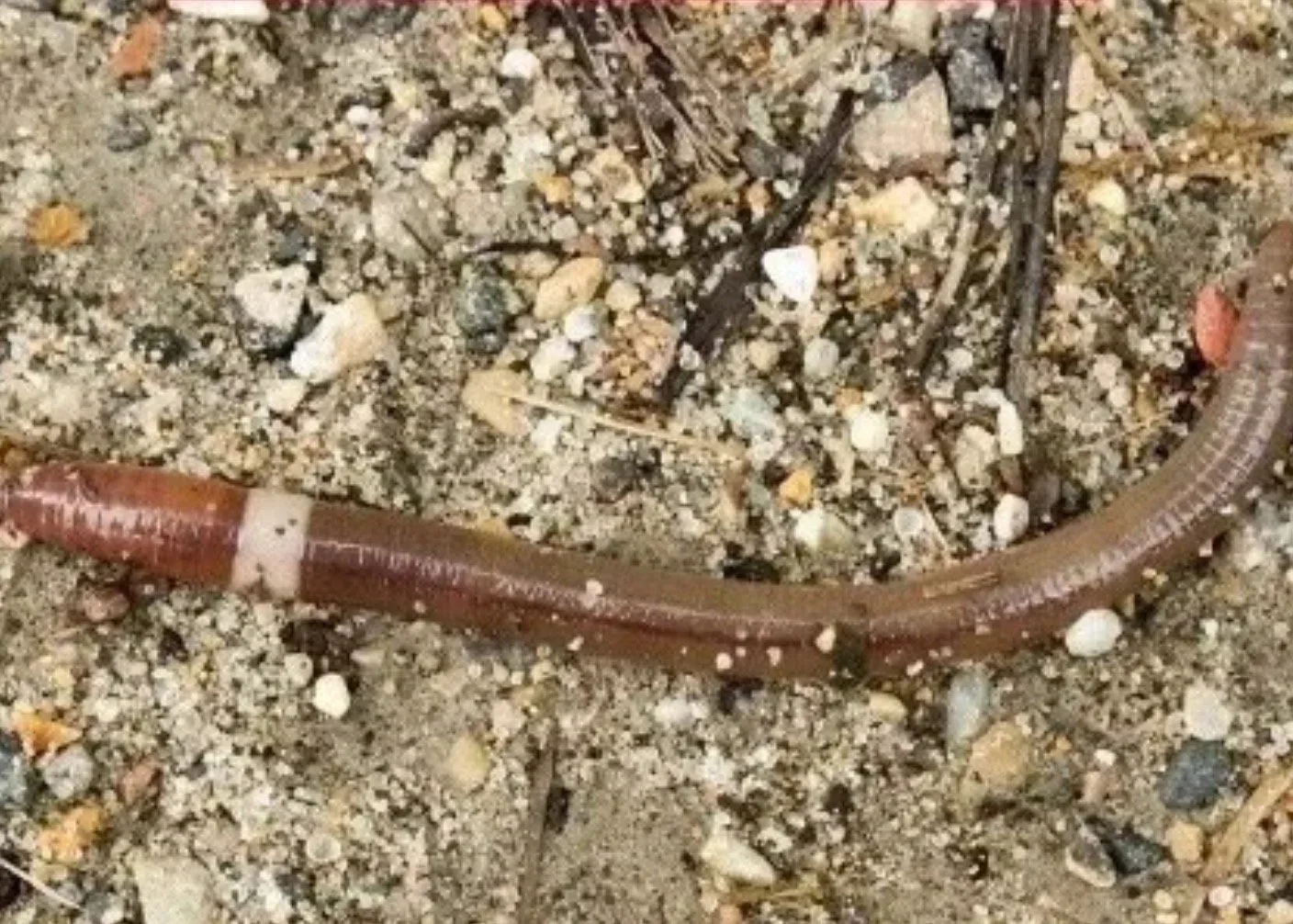 Jumping Worms and Other Invasives: What to do?