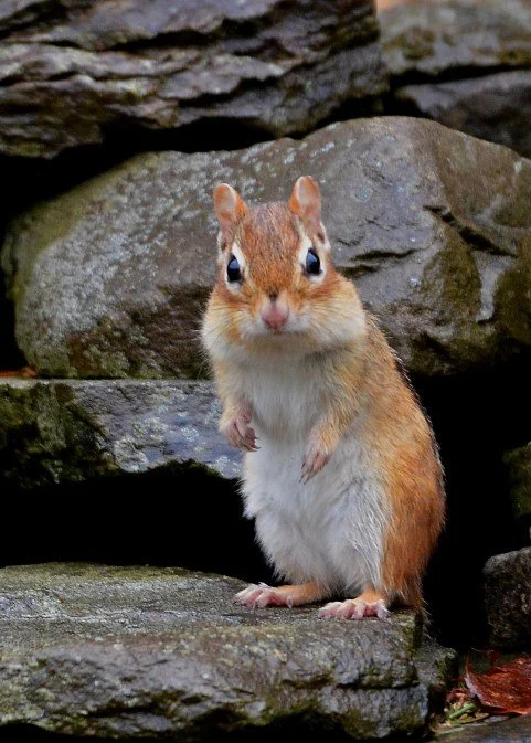 Ecology of Stone Walls