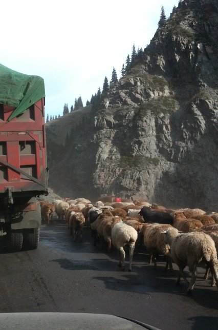xingjiang_fat_ass_sheep_blocking_road.jpeg
