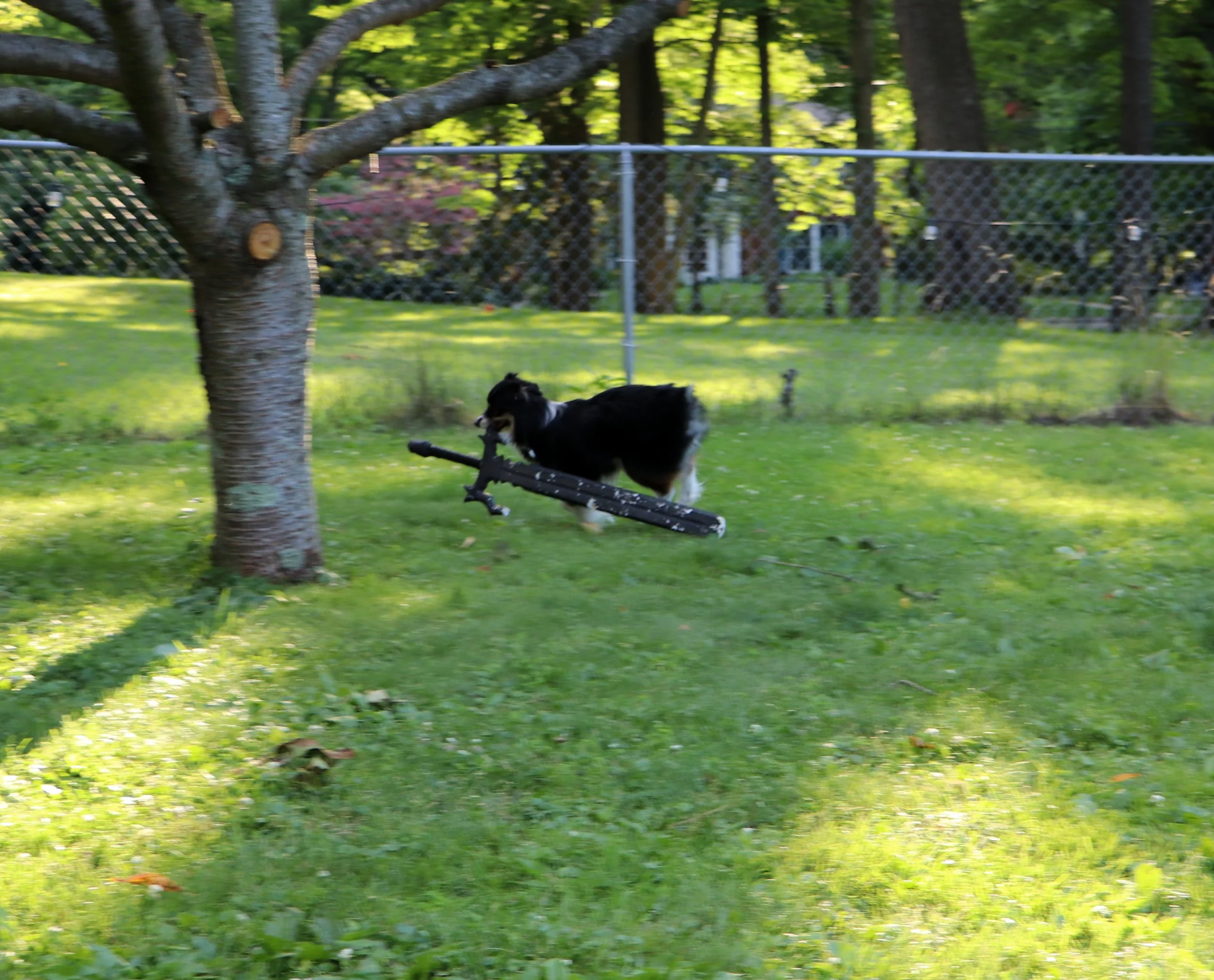 A black and white Australian Shepherd dog running with a stick in its mouth in a backyard with green grass, trees, and a chain-link fence.