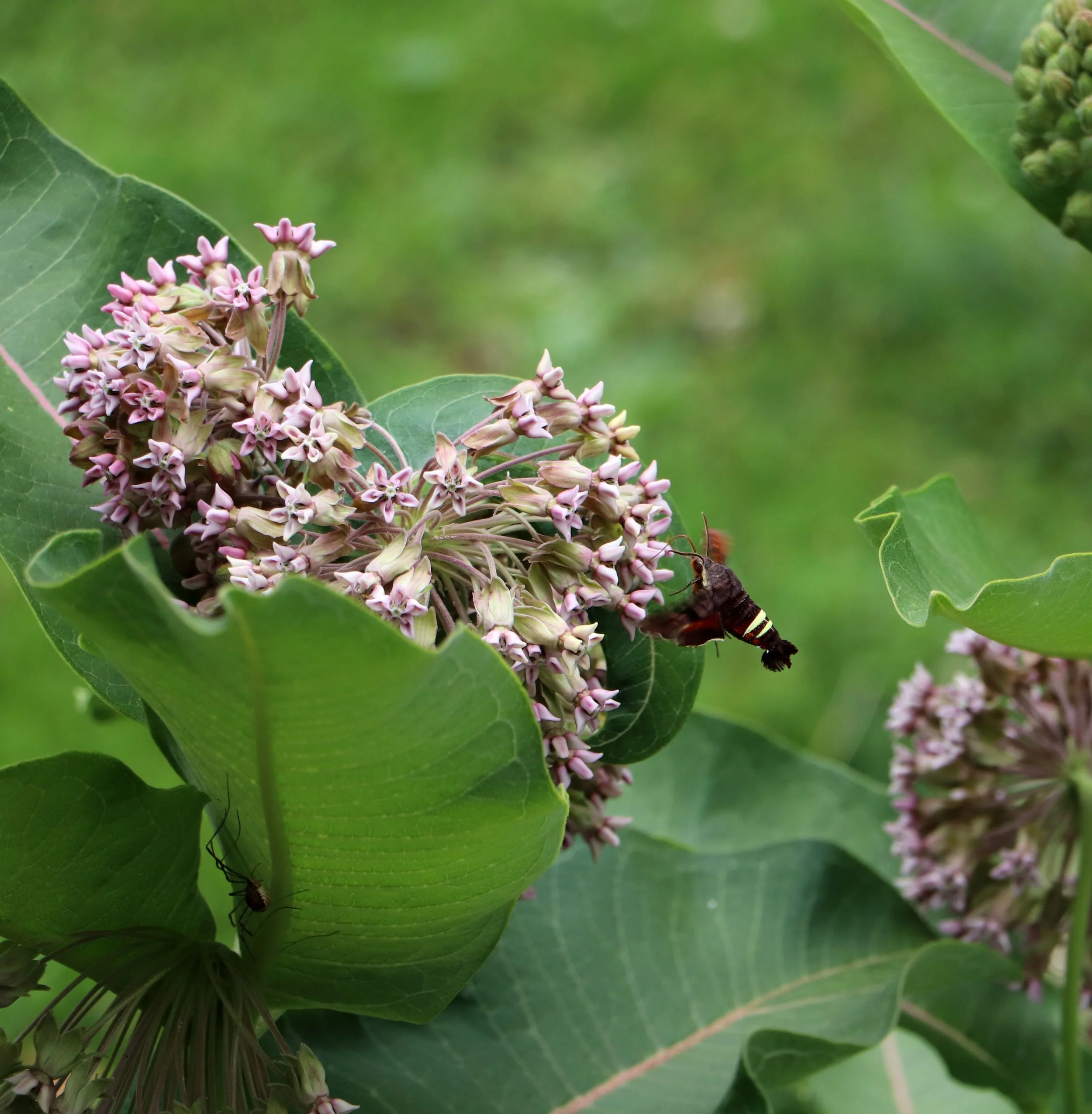 Nessus sphinx caterpillars feed almost exclusively on plants in the grape family (Vitaceae). Because Marshall and the surrounding rural countryside are full of native Wild Grape (Vitis riparia) climbing trees and Virginia Creeper (Parthenocissus quin