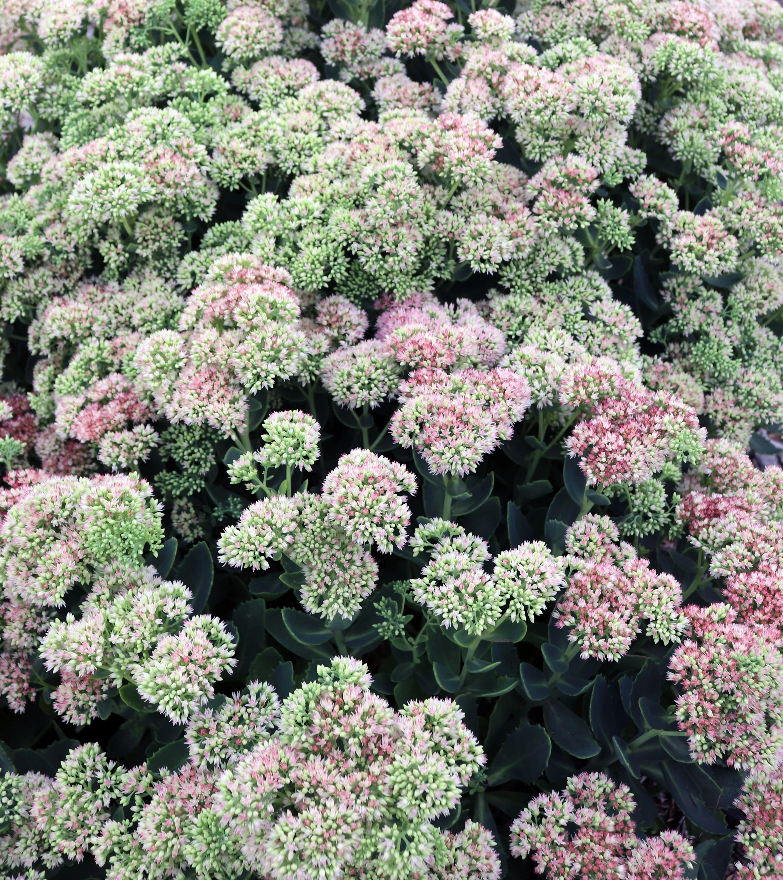 Cluster of pink, white, and light green small flowers with dark green leaves.