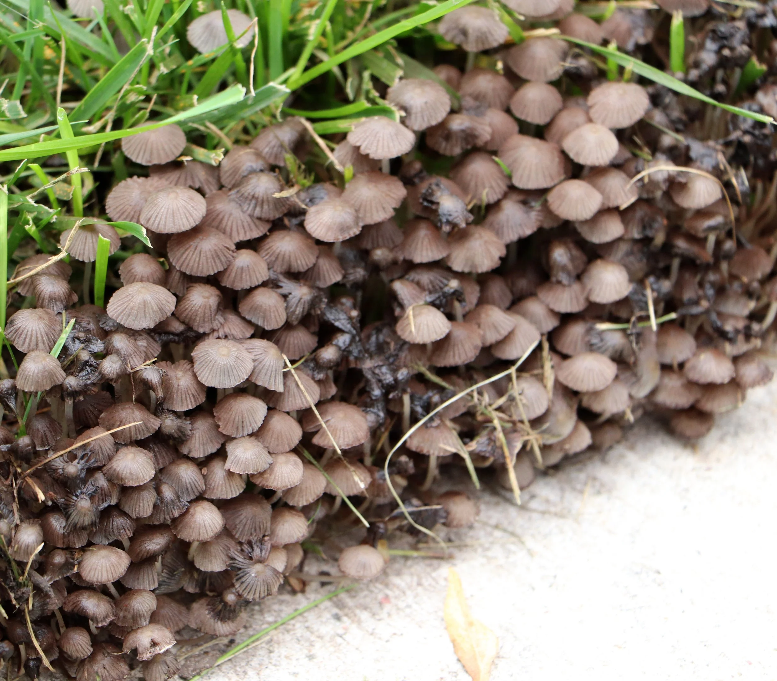 Mushrooms Photography of mushrooms captures fleeting moments in nature revealing their fragile beauty and intricate structures Each shot frames the vibrant hues delicate gills and ethereal shapes of these fungi Photographers venture into forests and 