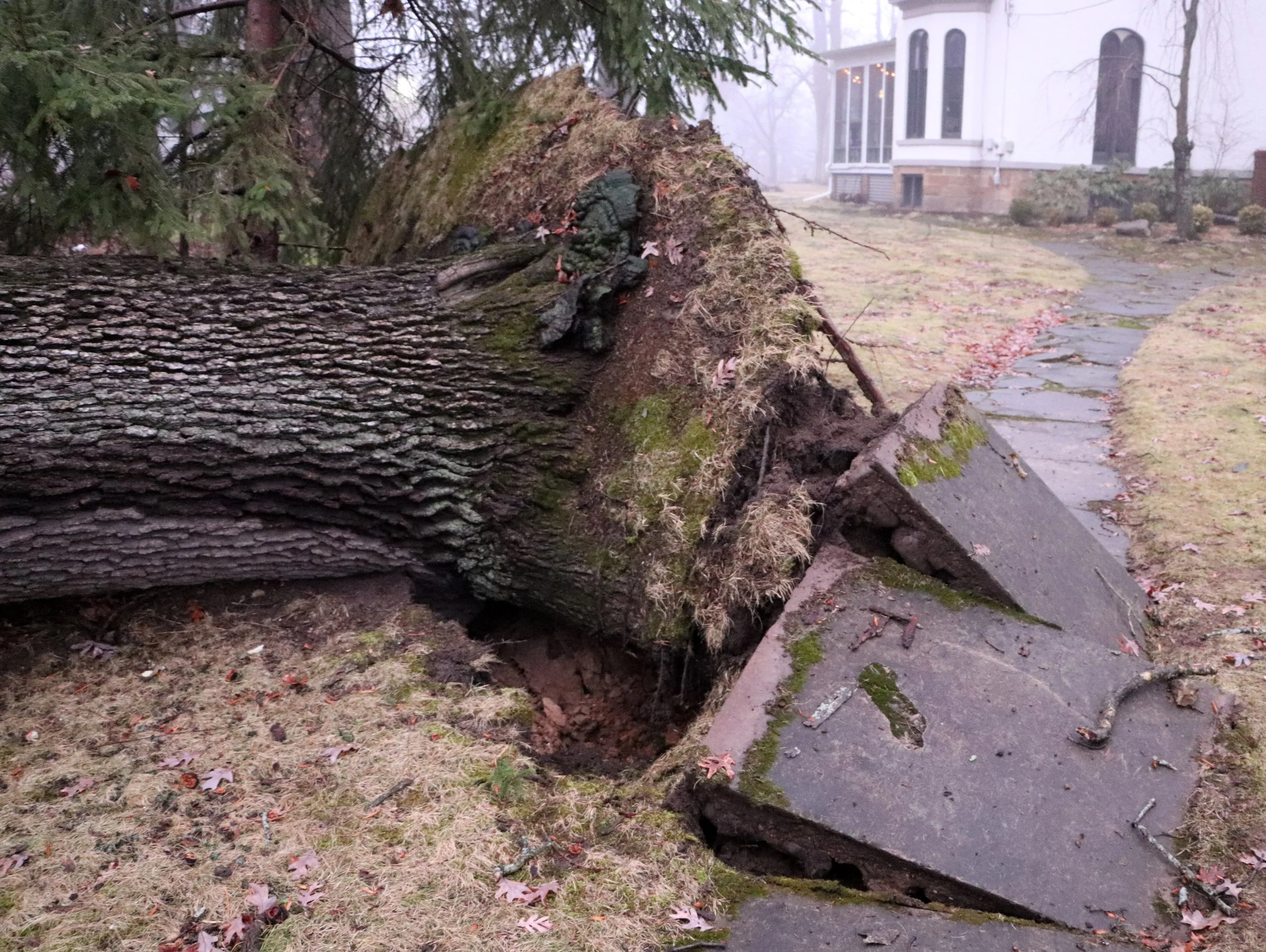 Uprooted tree in Marshall Michigan