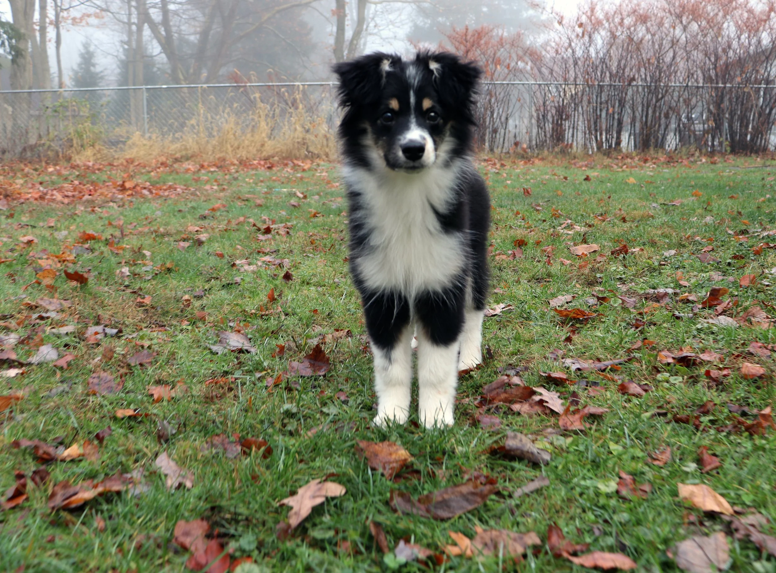 Australian Shepherd Corgi Mix