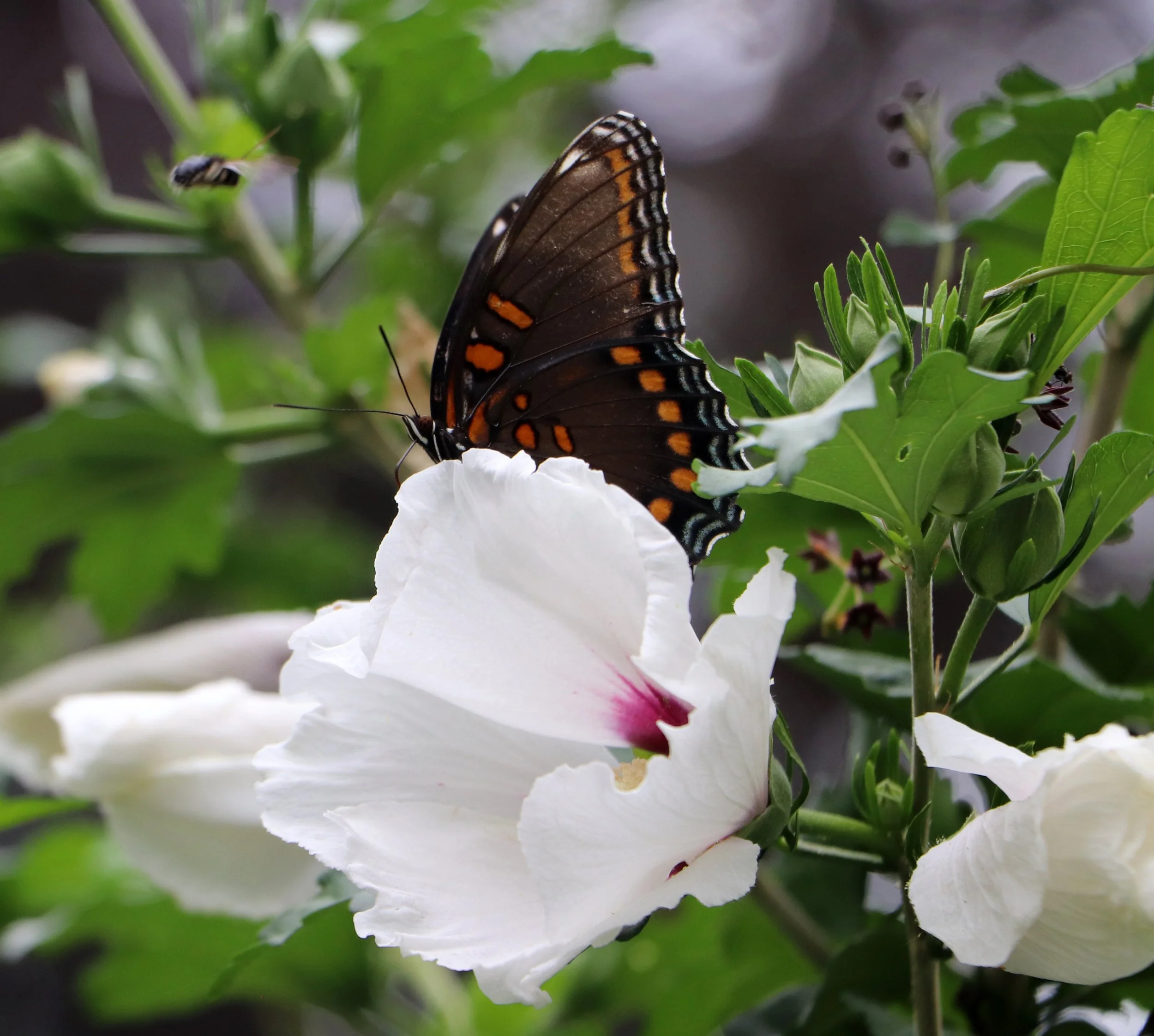 A black butterfly with orange spots on its wings perched on a white flower among green leaves.