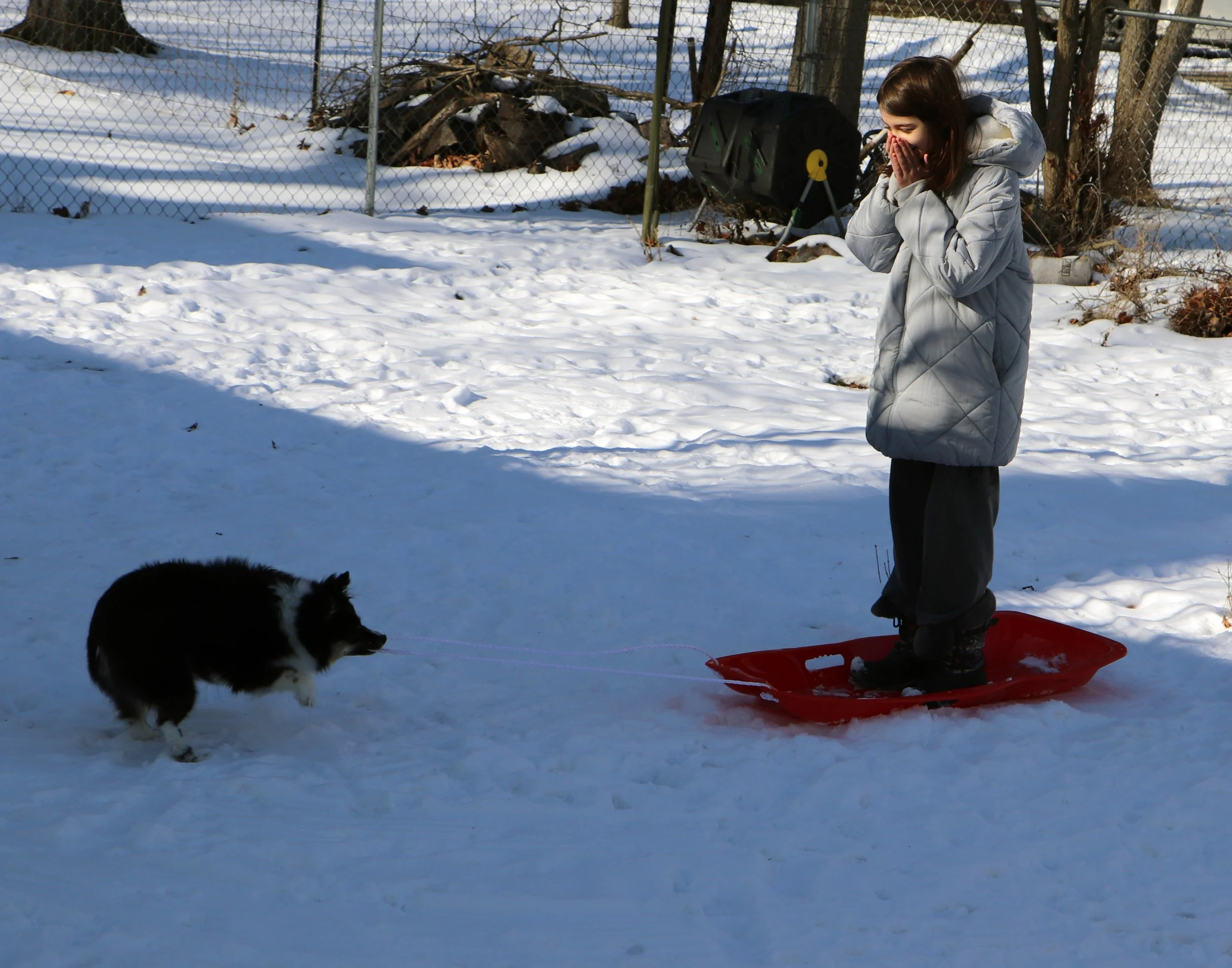 An Australian Shepherd with grace and flair meets the Corgi's charm so rare their mix a wonder wild and free bounding hearts like waves at sea loyal eyes that tell a tale of adventures shared through field and trail