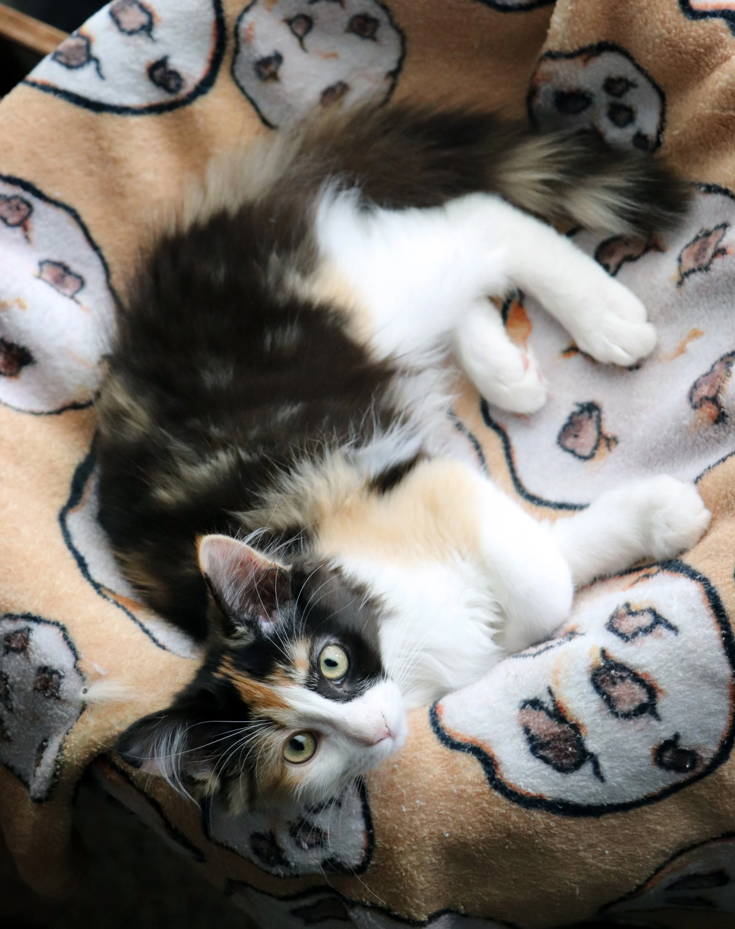 Calico Cat