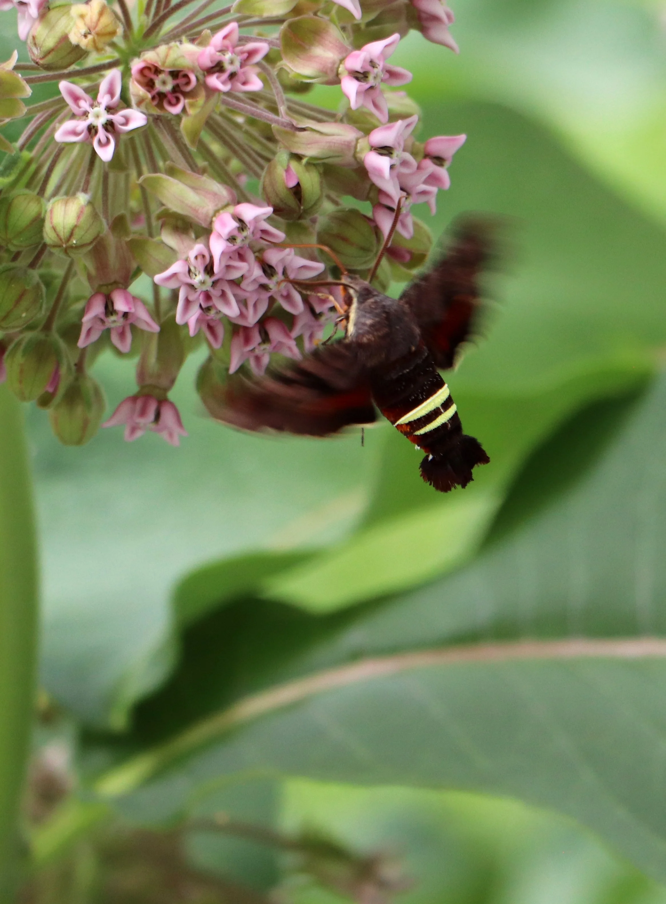 In the northern United States, including Michigan, the Nessus sphinx typically has just one generation per year. The adults emerge from their winter pupae and are on the wing from late April through July. 