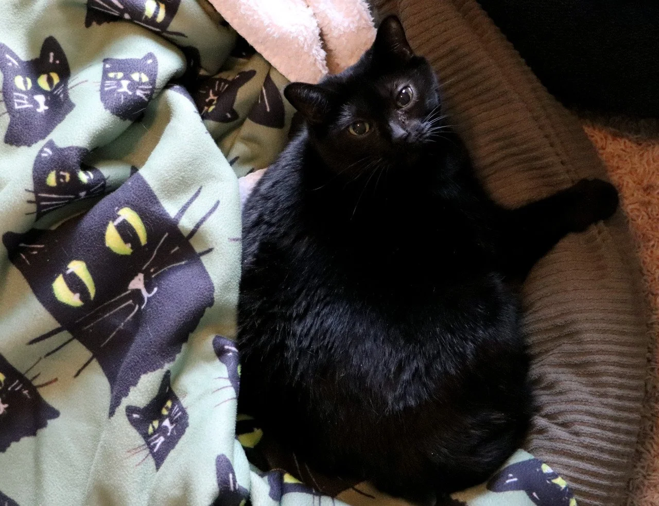 A black cat lying on a brown textured cushion next to a blanket with multiple black cat face designs on a green background.