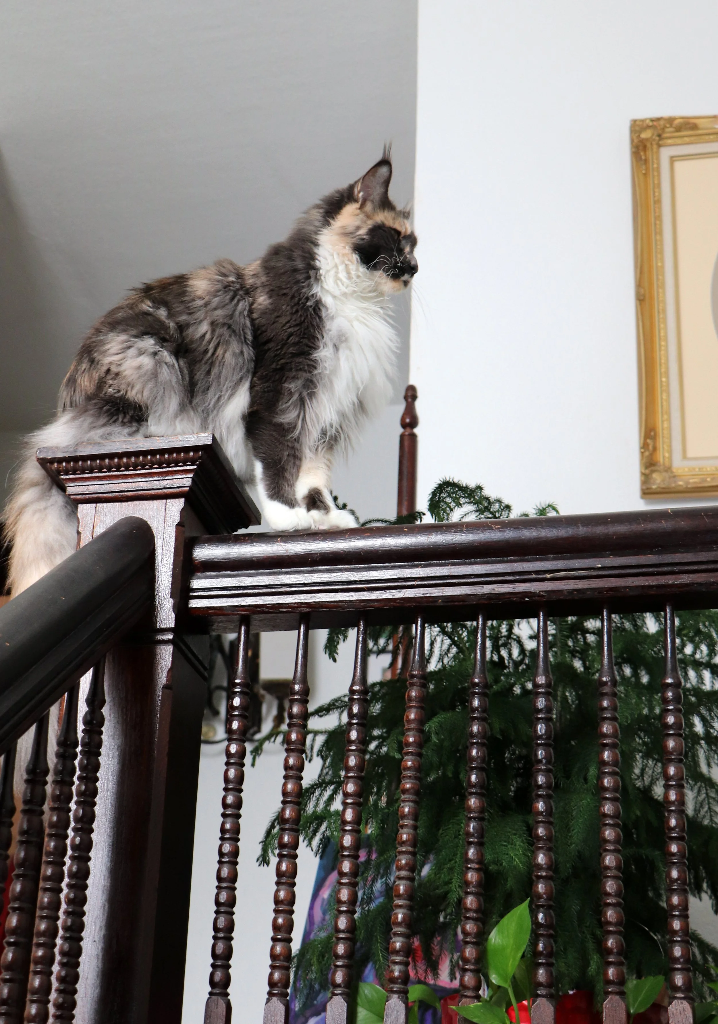 Dilute calico maine coon cat