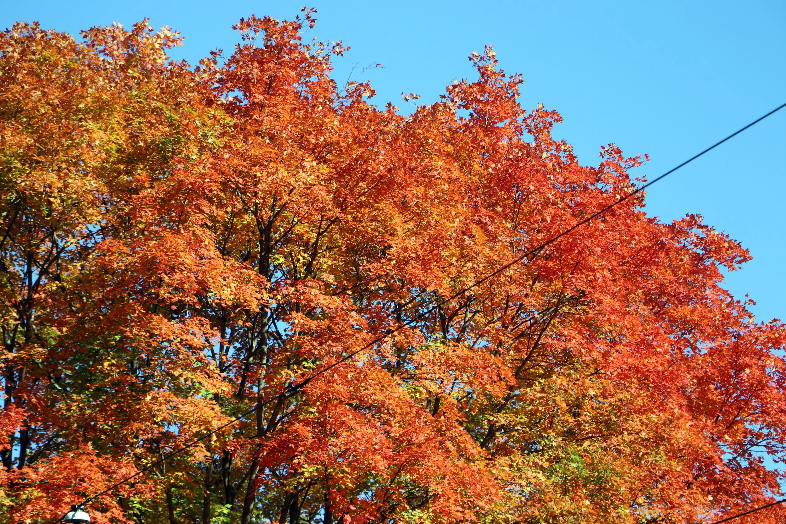 Tree with vibrant orange and red fall leaves against a clear blue sky.