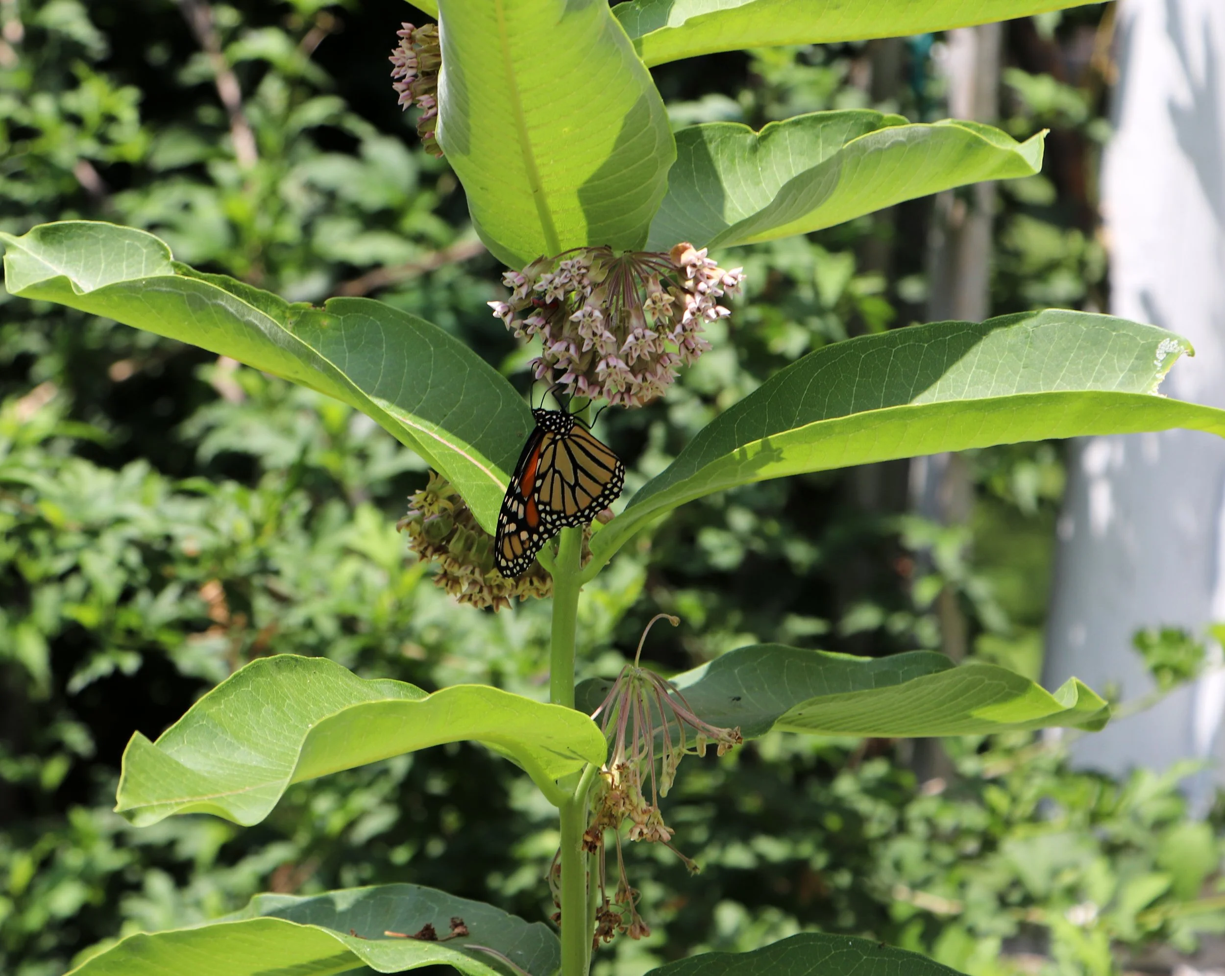 A butterfly on a green plant with pink flowers, surrounded by lush green leaves and foliage.