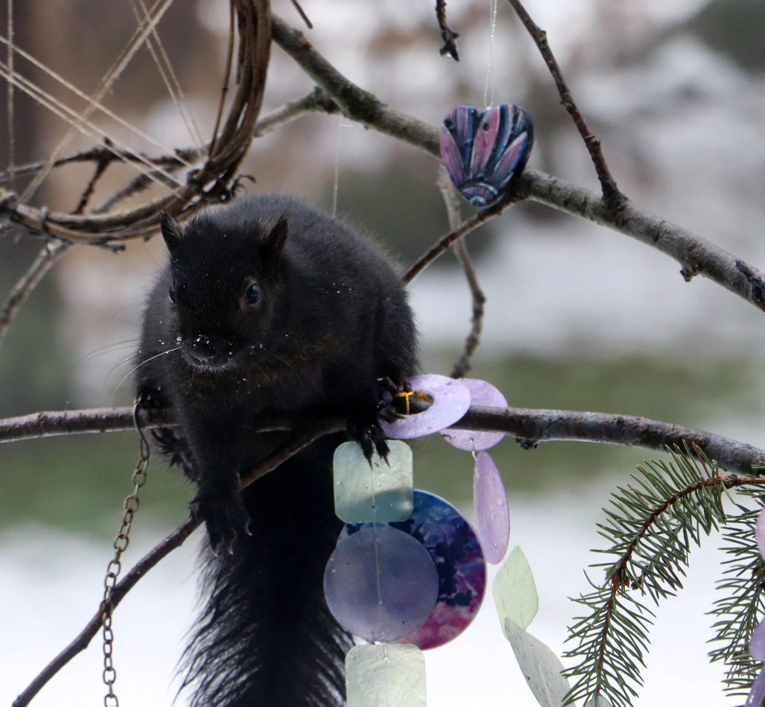 Black Squirrel