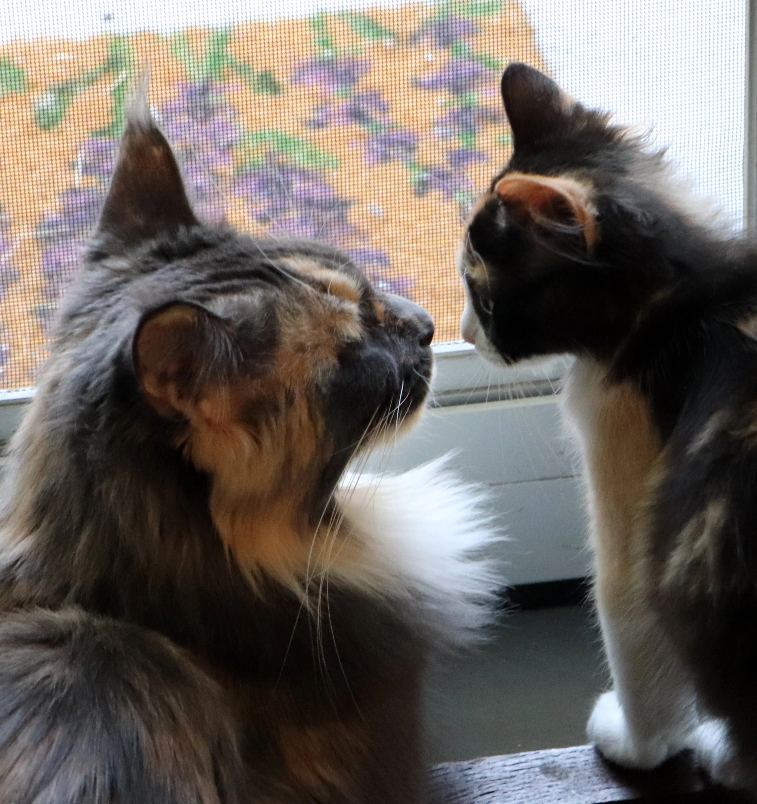 Legend has it that Maine Coon cats were often chosen as witchy familiars due to their mysterious and ethereal presence.