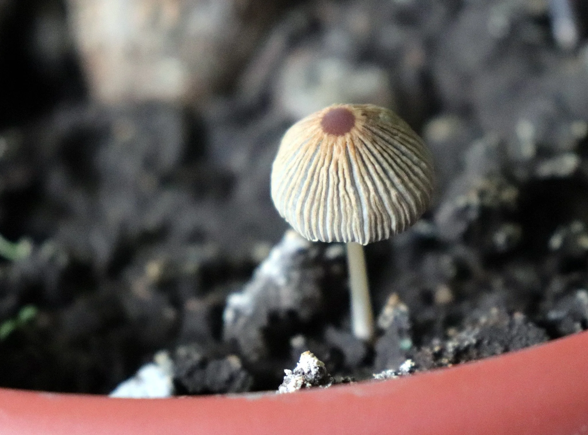 A mushroom lover finds magic in every earthy bite, savoring the rich flavors and textures of nature’s treasures. From portobellos to shiitakes, each variety brings a unique culinary delight, perfect for soups, sautés, and gourmet creations. Beyond th