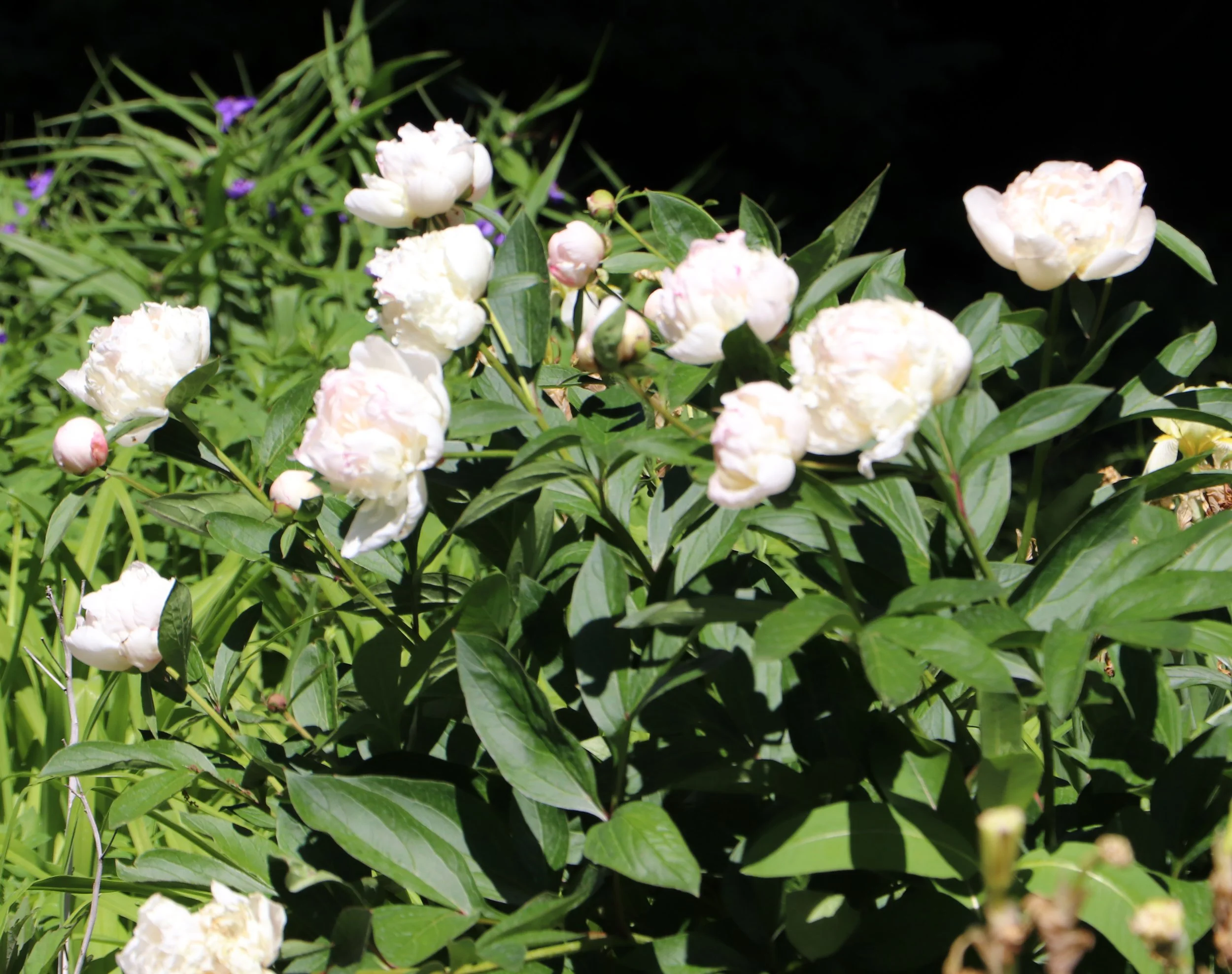 Peonies