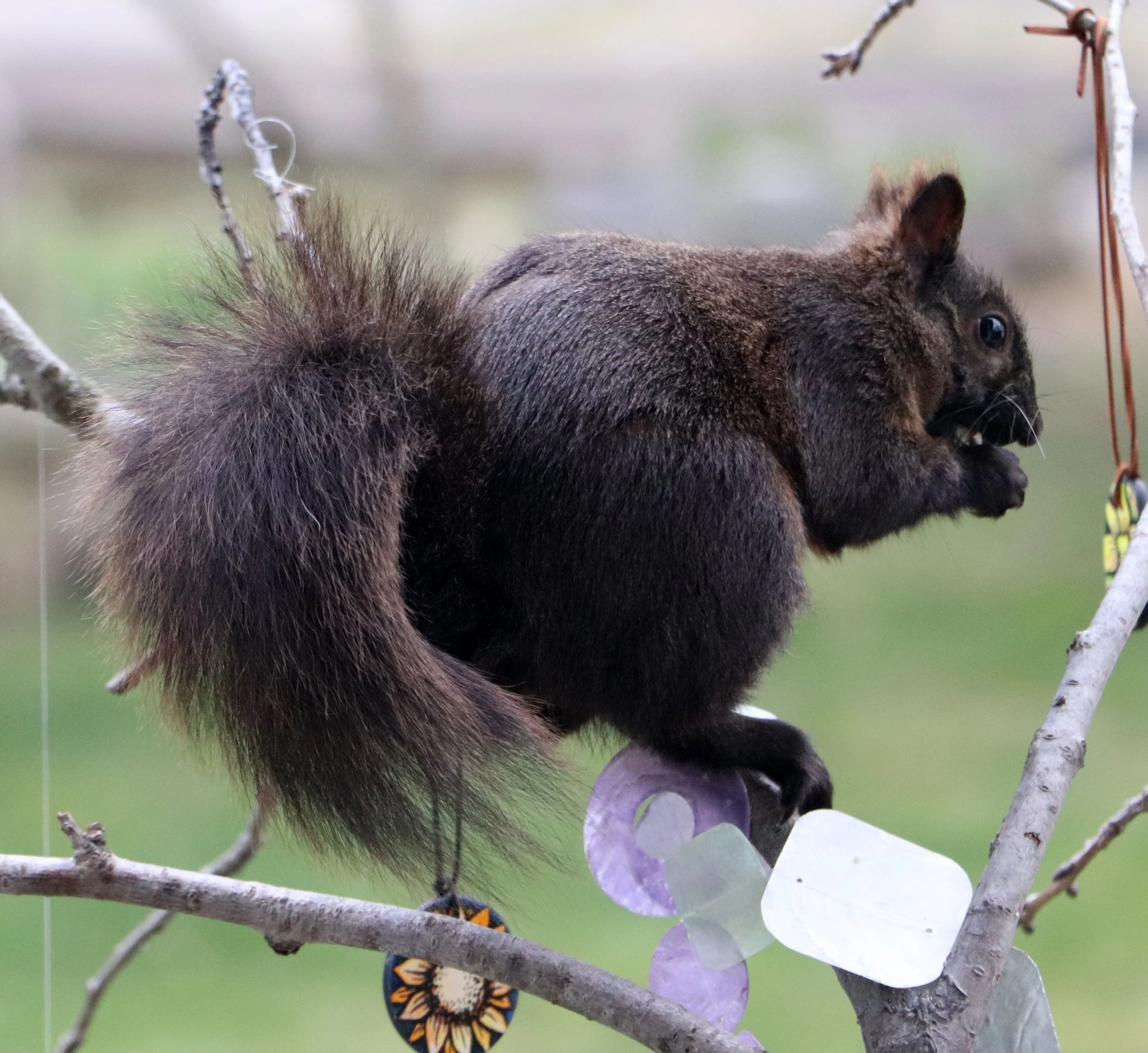Black Squirrel