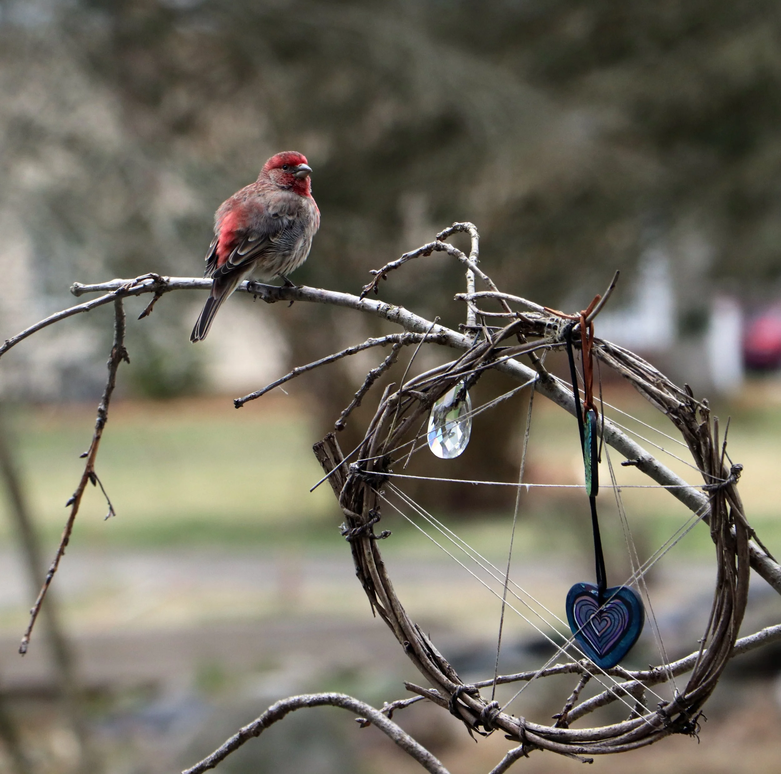 Purple House Finch