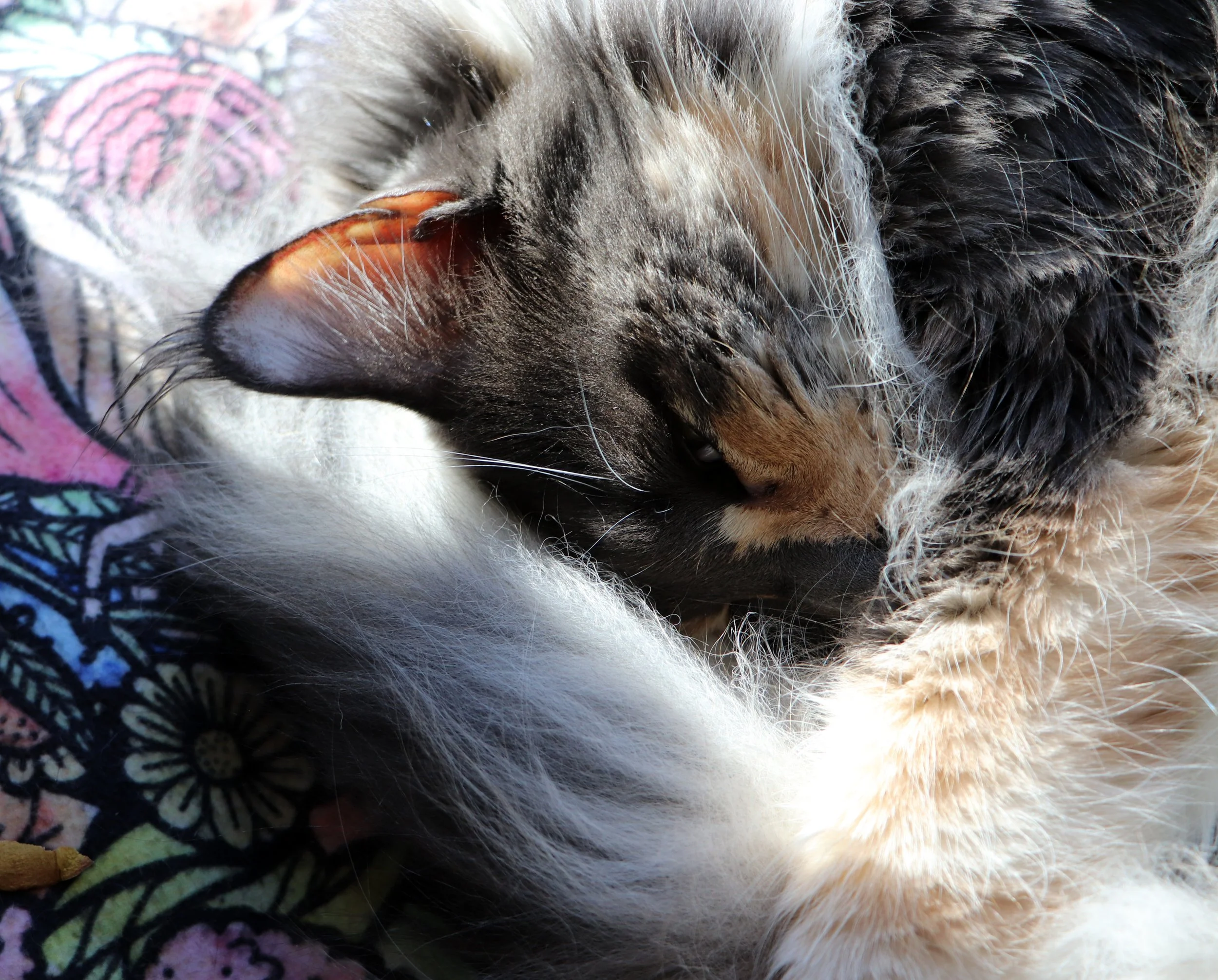 Grey Dilute Calico Maine Coon Cat 