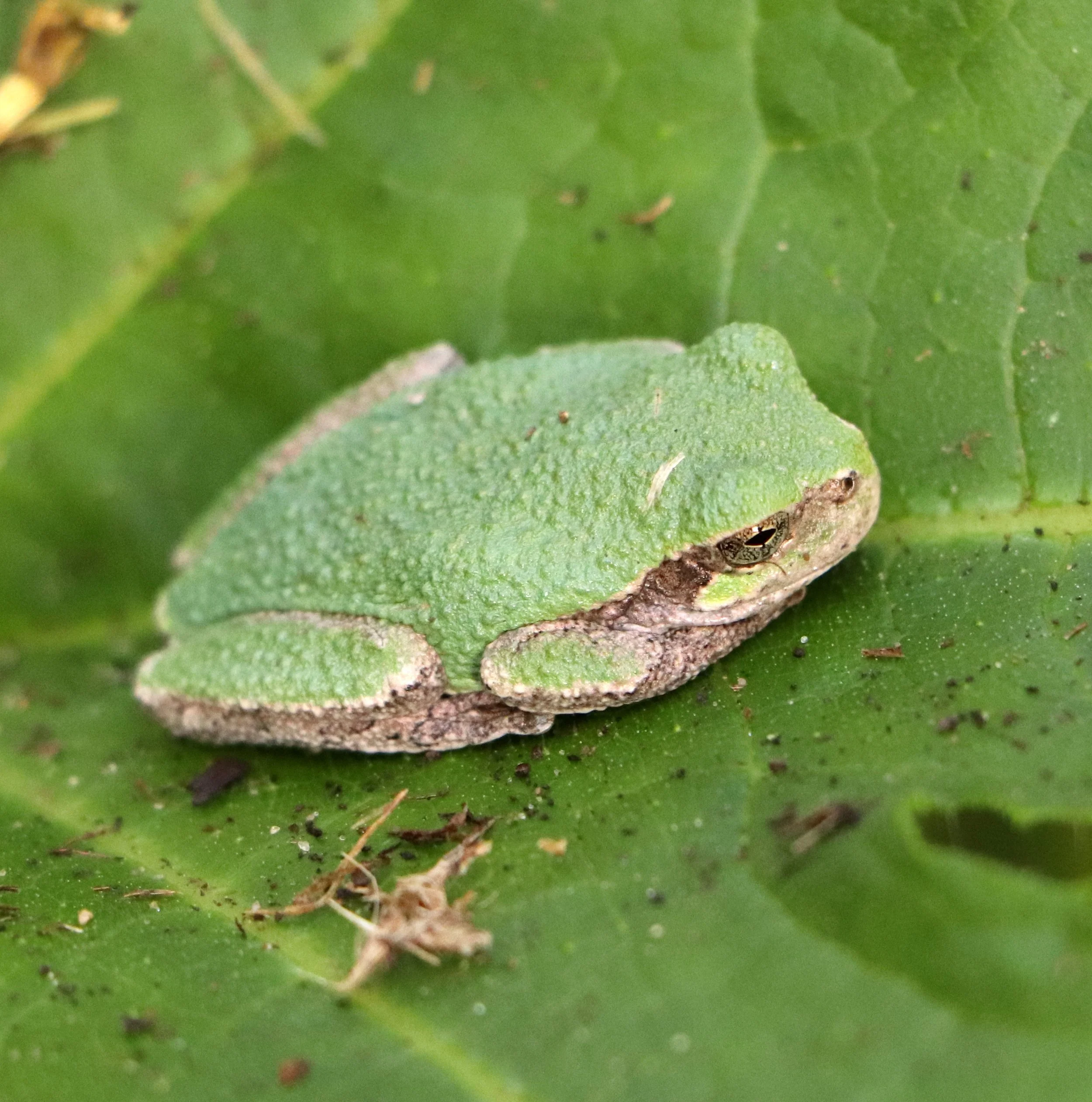 Grey Tree frog in Michigan 