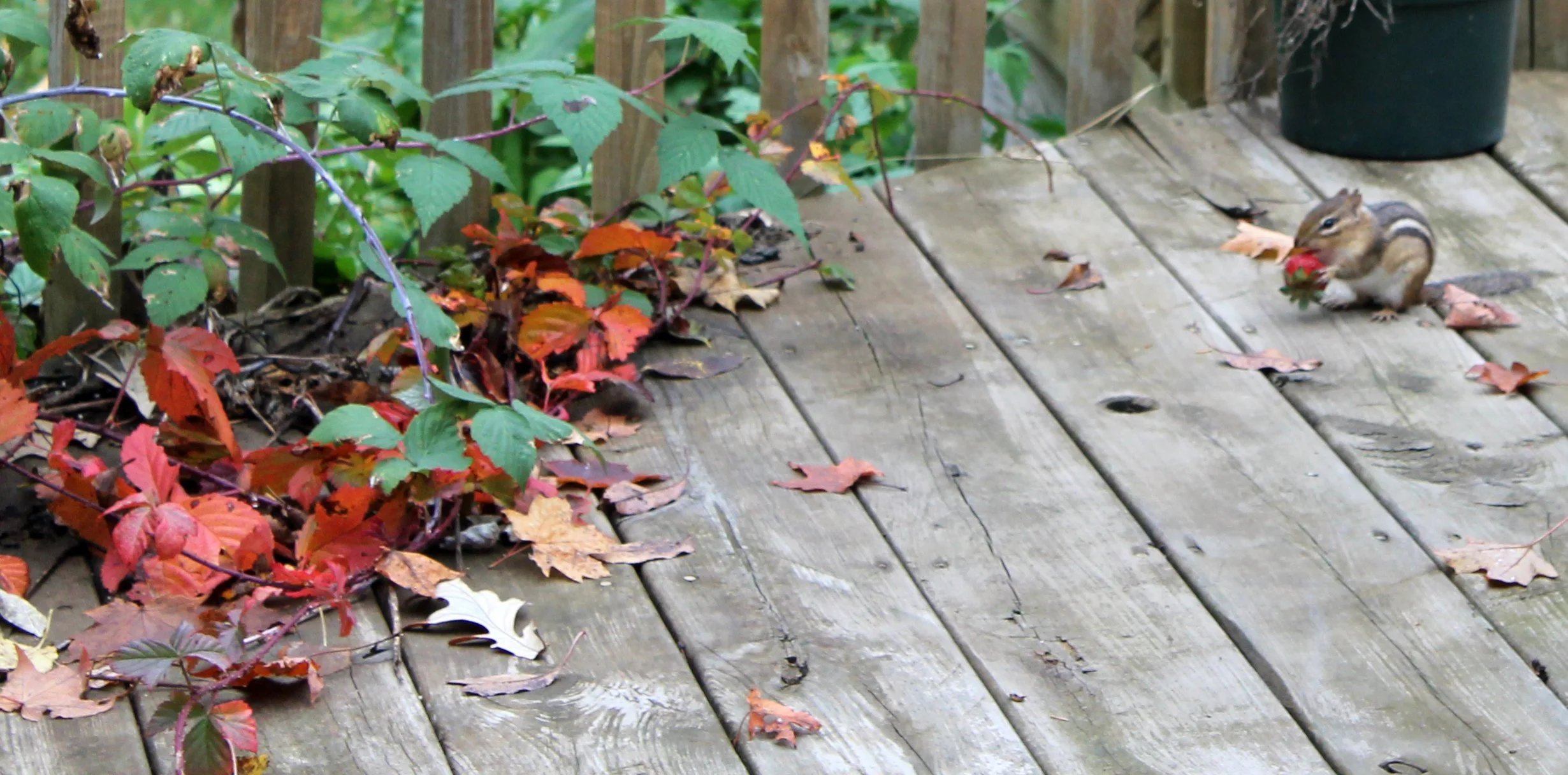 The chipmunk small but mighty embodies the soul of nature’s springtime revival. Emerging from hibernation its playful antics inspire artistic hearts. Chipmunks scatter across landscapes their energy breathing life into the earth. Lacy Chenault’s visi
