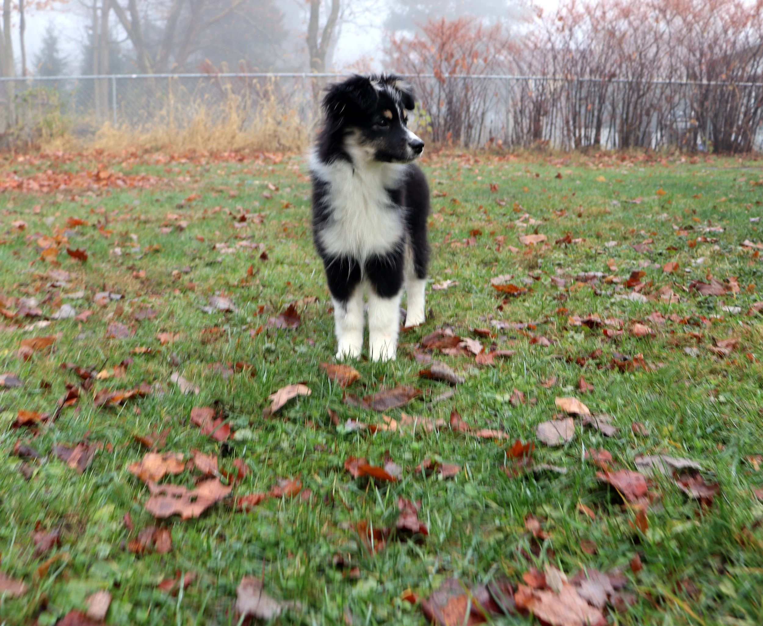 Australian Shepherd Corgi Mix