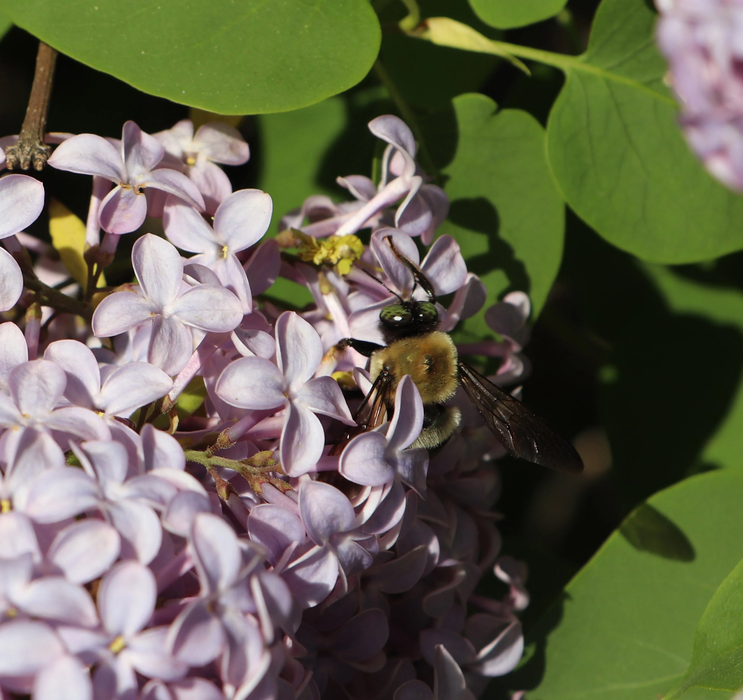 A bee collecting nectar from light purple lilac flowers surrounded by green leaves.