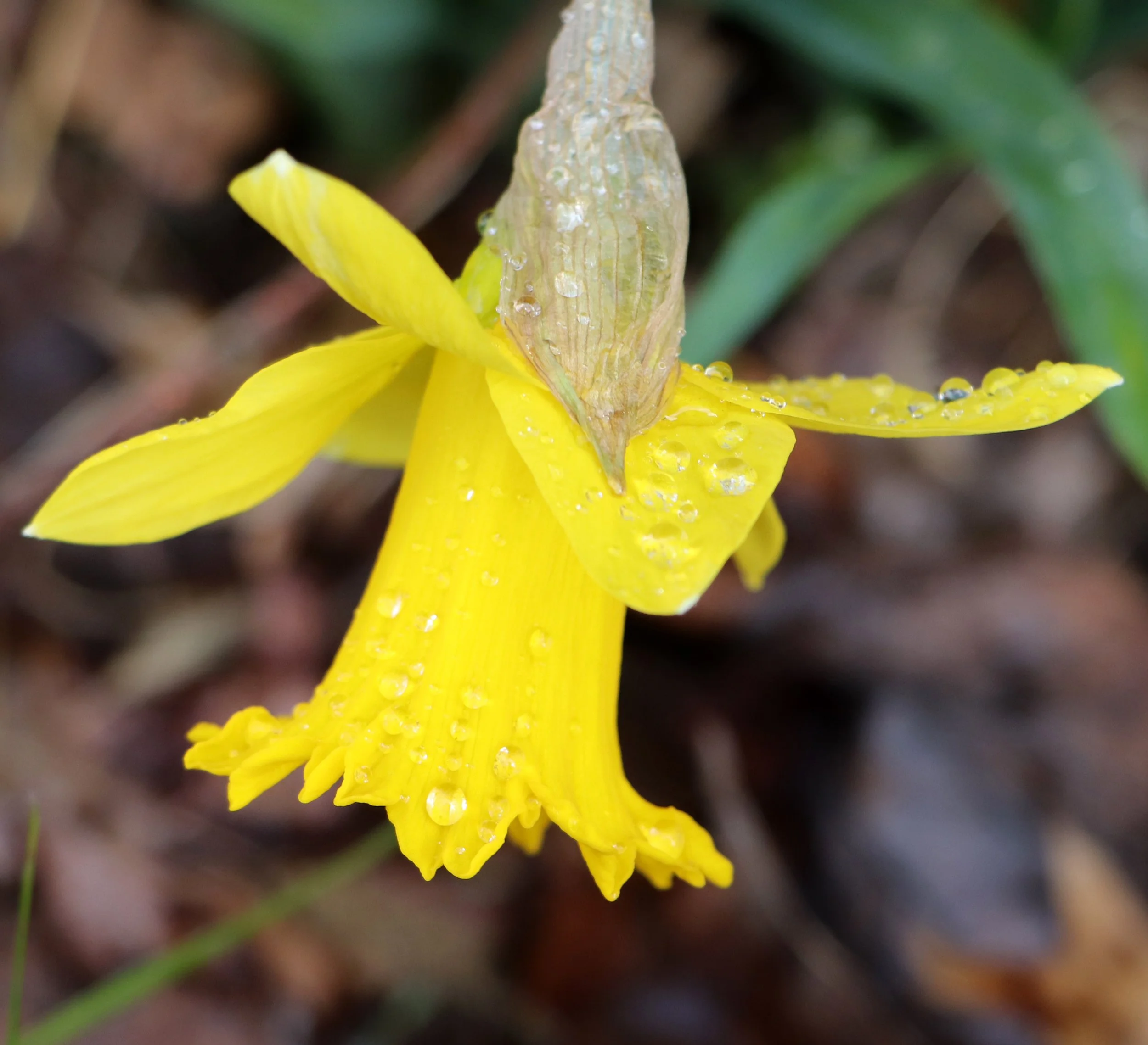 Close-up of a yellow daffodil flower with water droplets on its petals and a brown seed pod or leaf above the flower, set against a natural background.