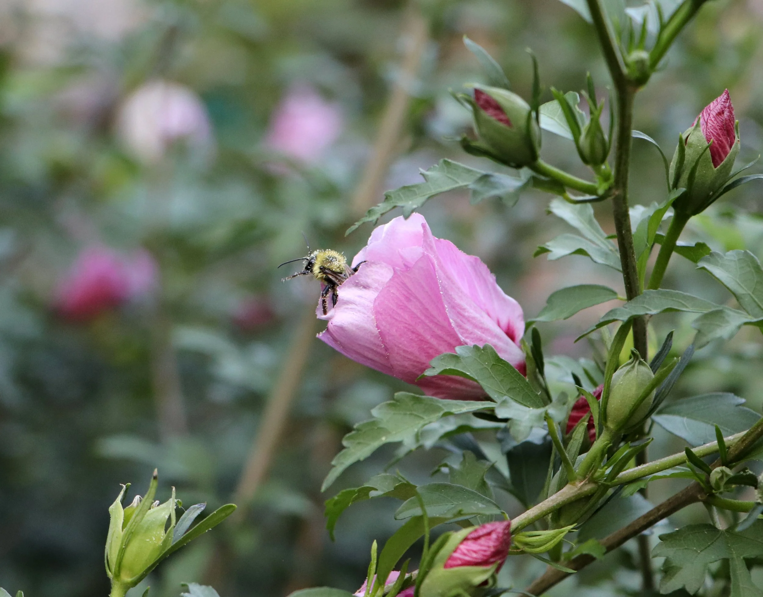 Bee in hibiscus