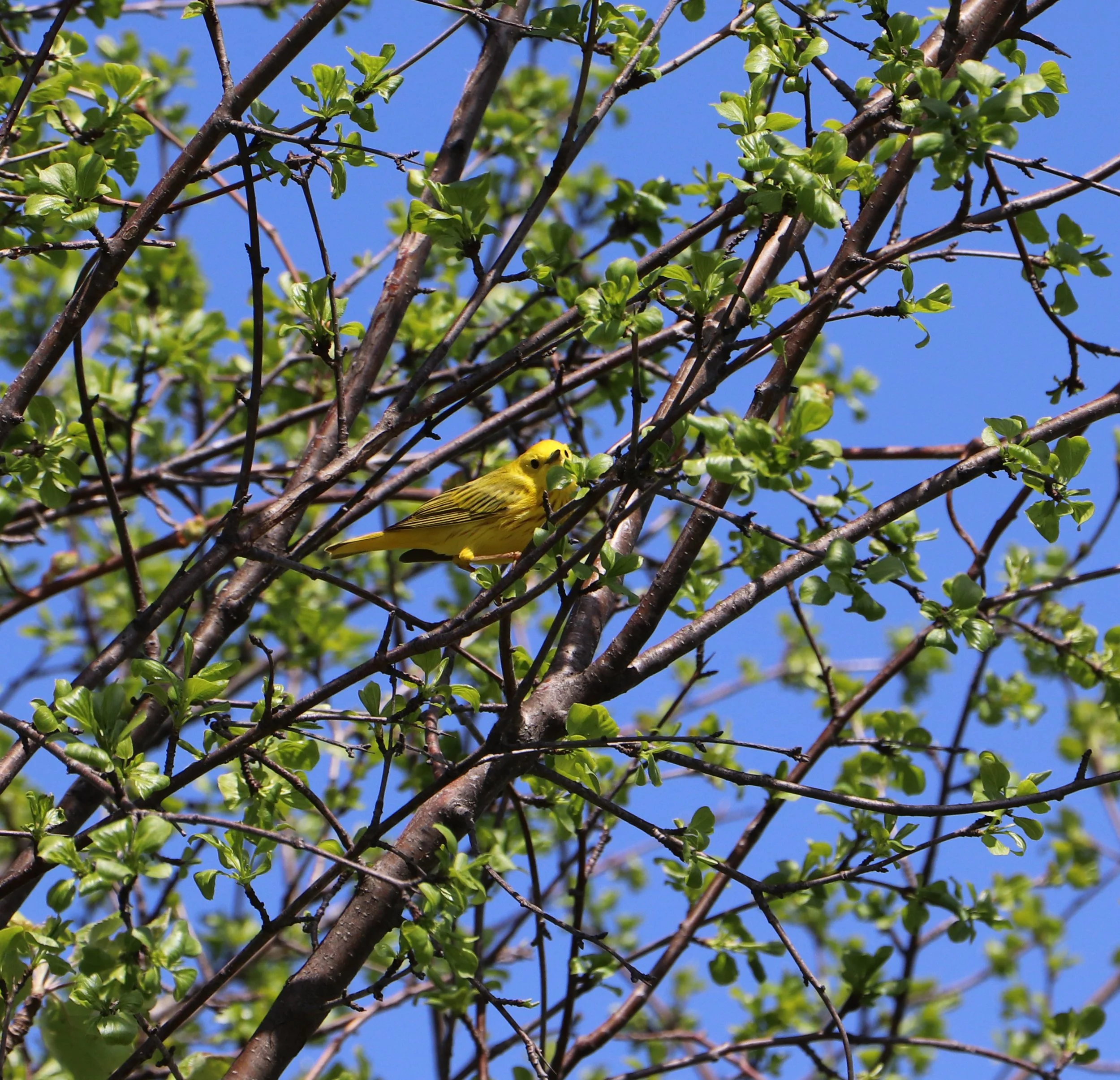 "Birds teach us that freedom is not just a destination but a state of mind, as they soar through the skies with boundless grace."