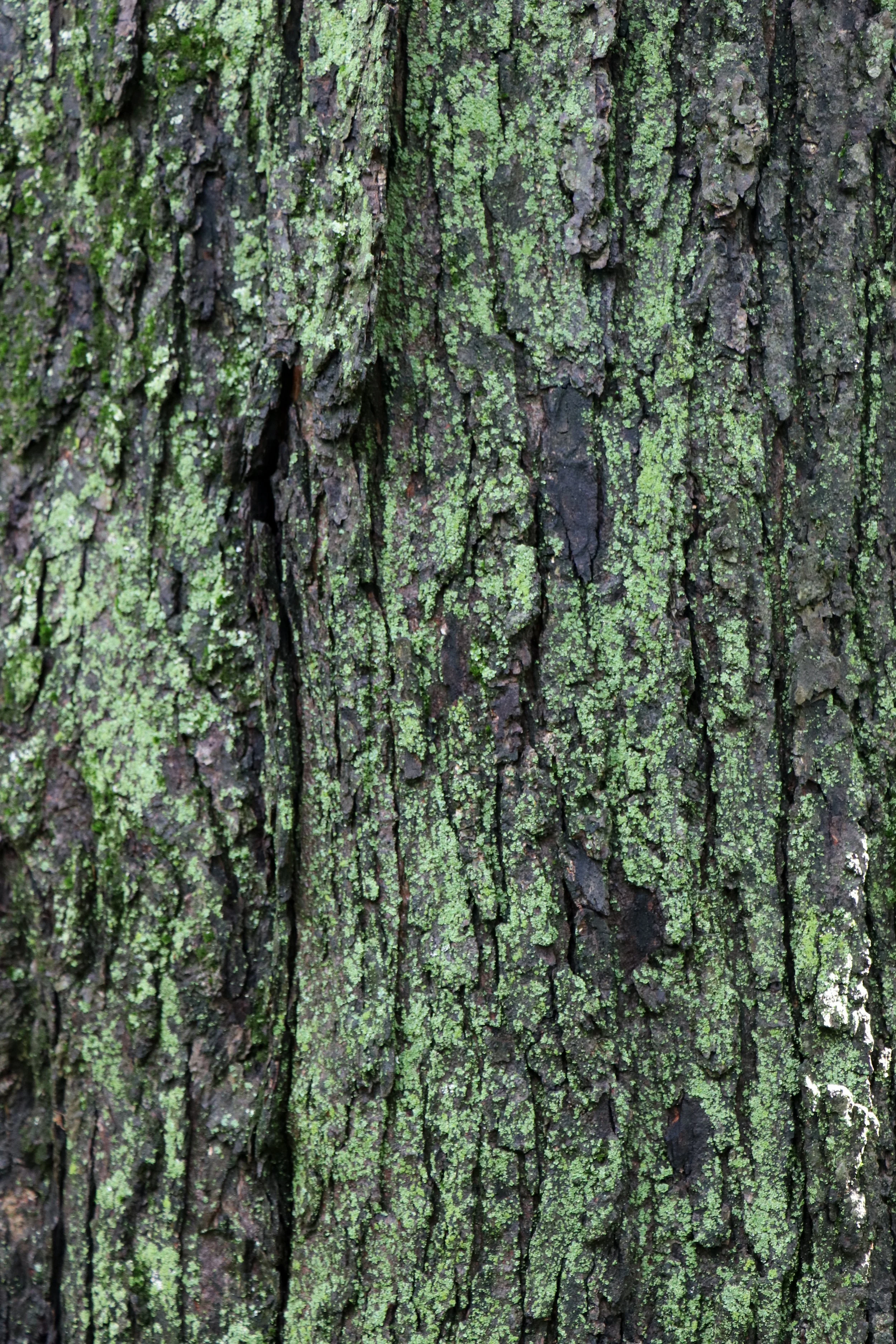 Close-up of a tree bark with green moss and lichen.