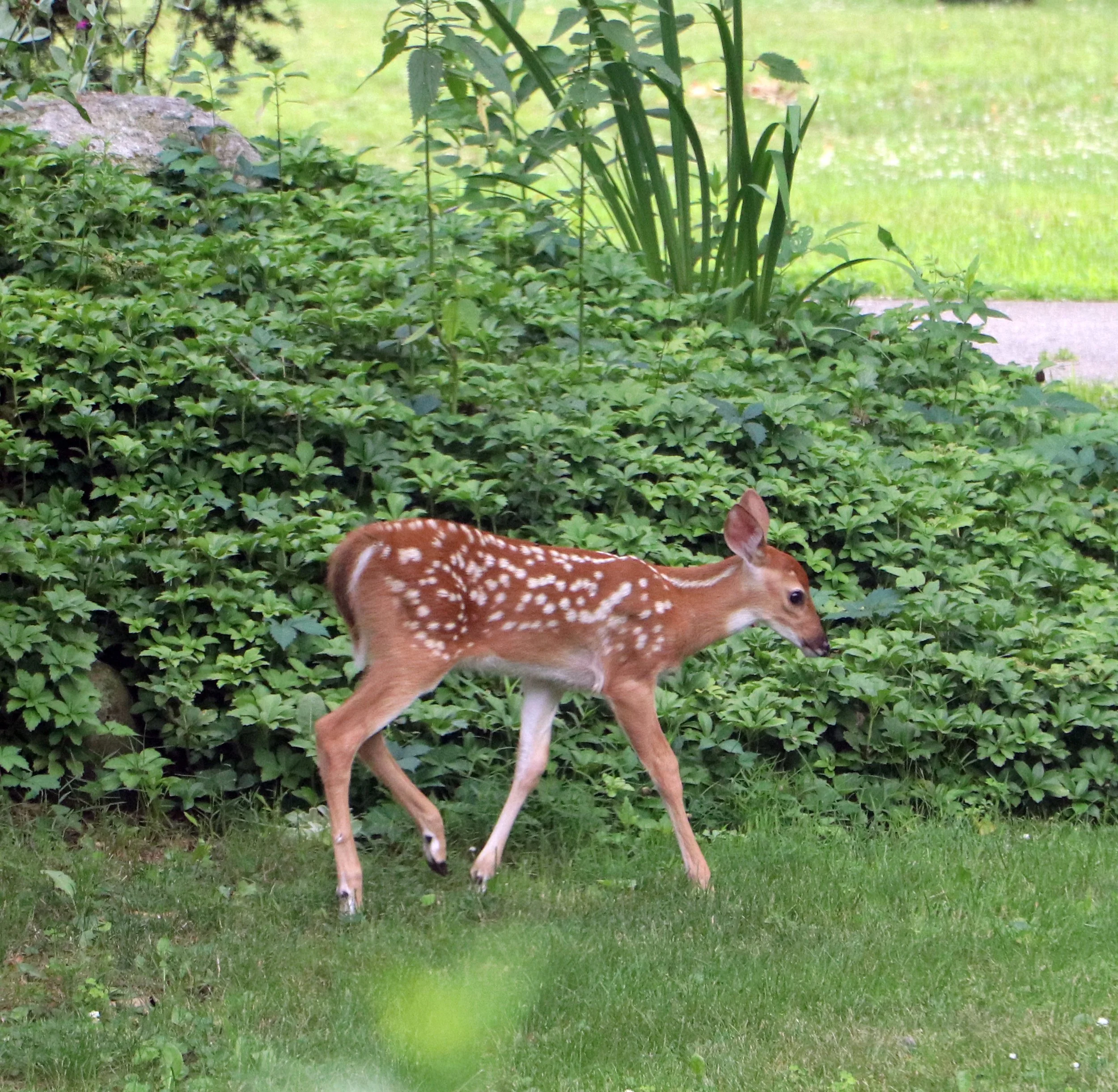 A young deer, or fawn, with white spots on its back, walking on grass in a garden with green shrubs and tall plants in the background.