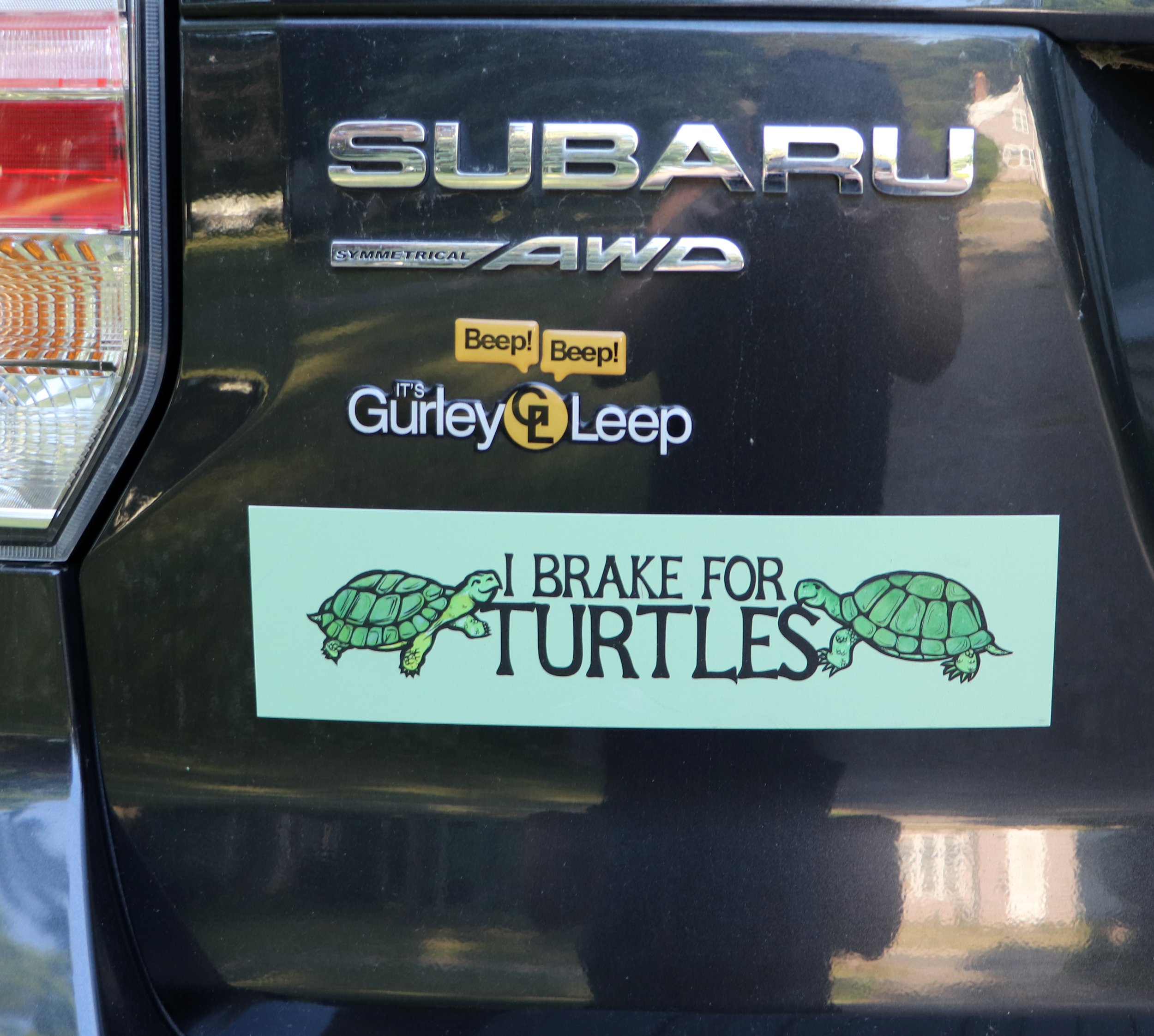 Turtle lovers know the joy of appreciating these gentle creatures. From oceans to ponds, turtles enrich ecosystems and inspire awe. Supporting turtle conservation is a great way to preserve biodiversity and encourage responsible tourism. Let’s celebr