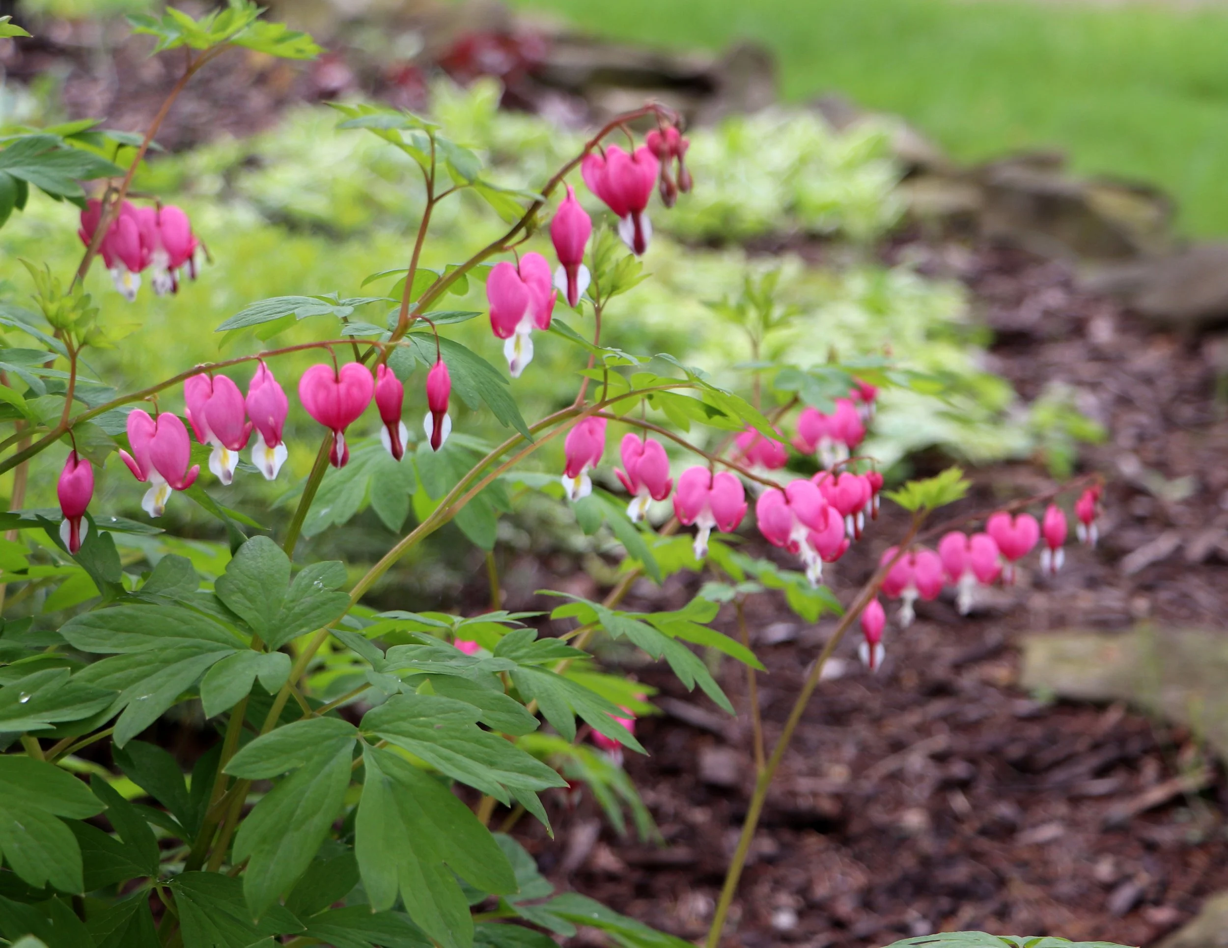 Bleeding heart flowers in Marshall Michigan