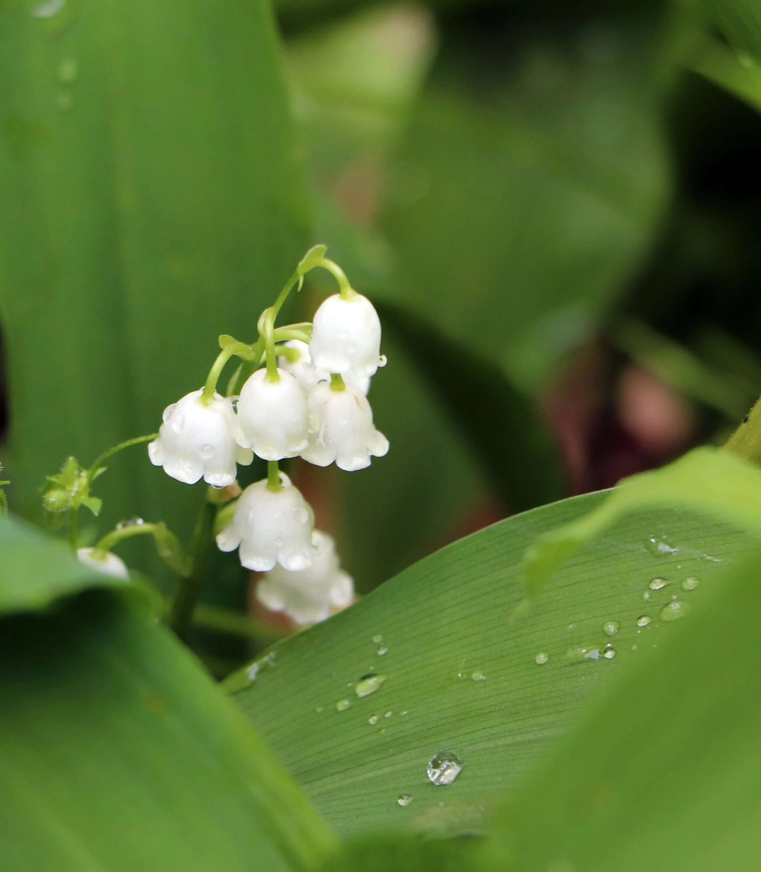 Lily of the Valley Flowers