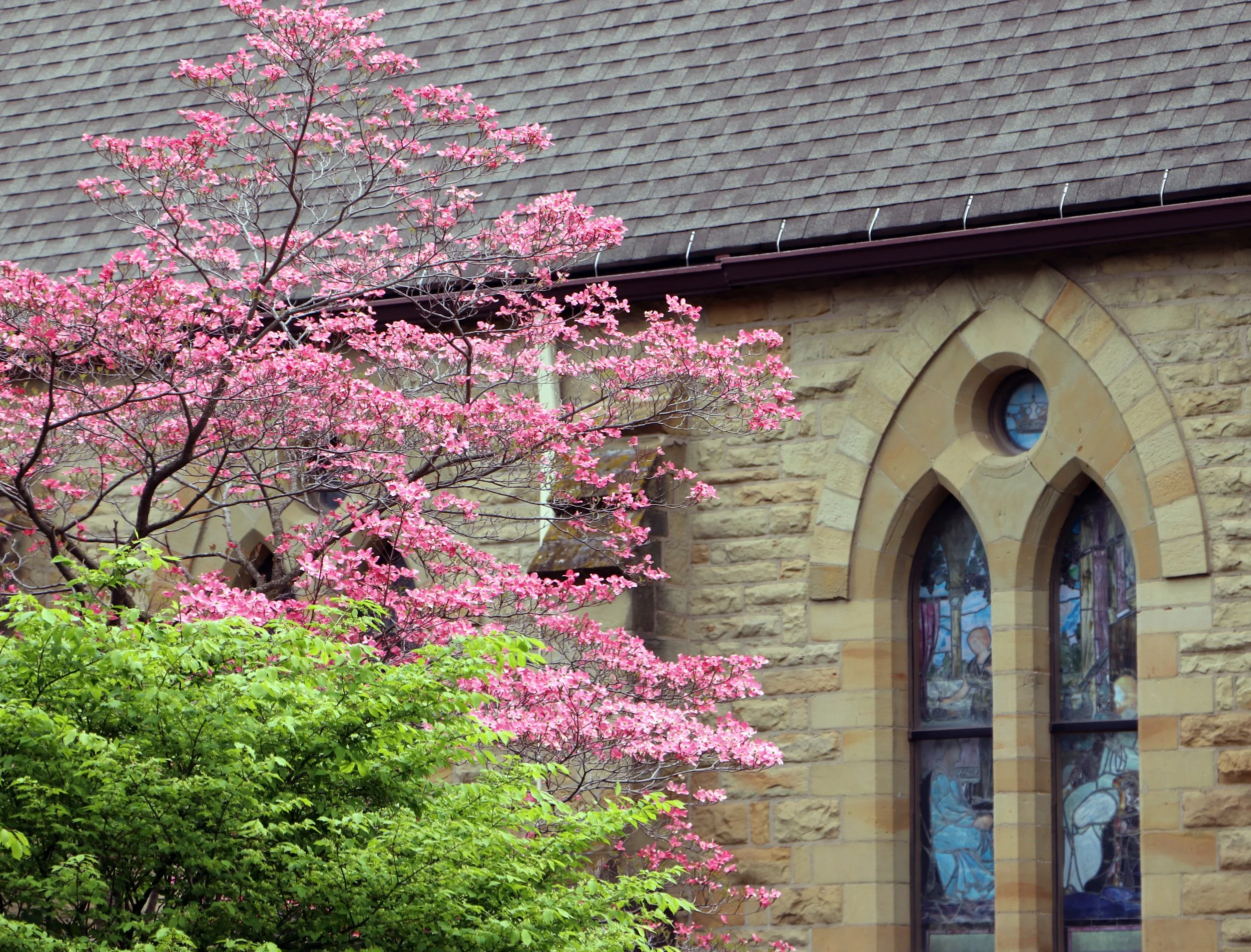 A Pink Dogwood Tree Next to Trinity Episcopal Church in Marshall Michigan May of 2026