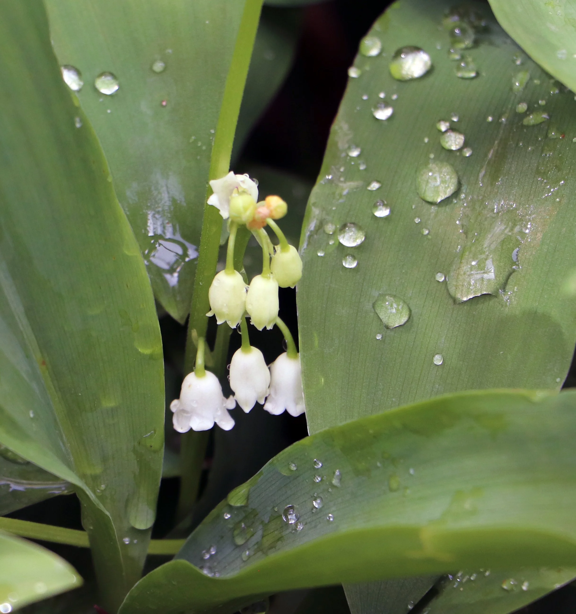 Dewy Lily of the Valley