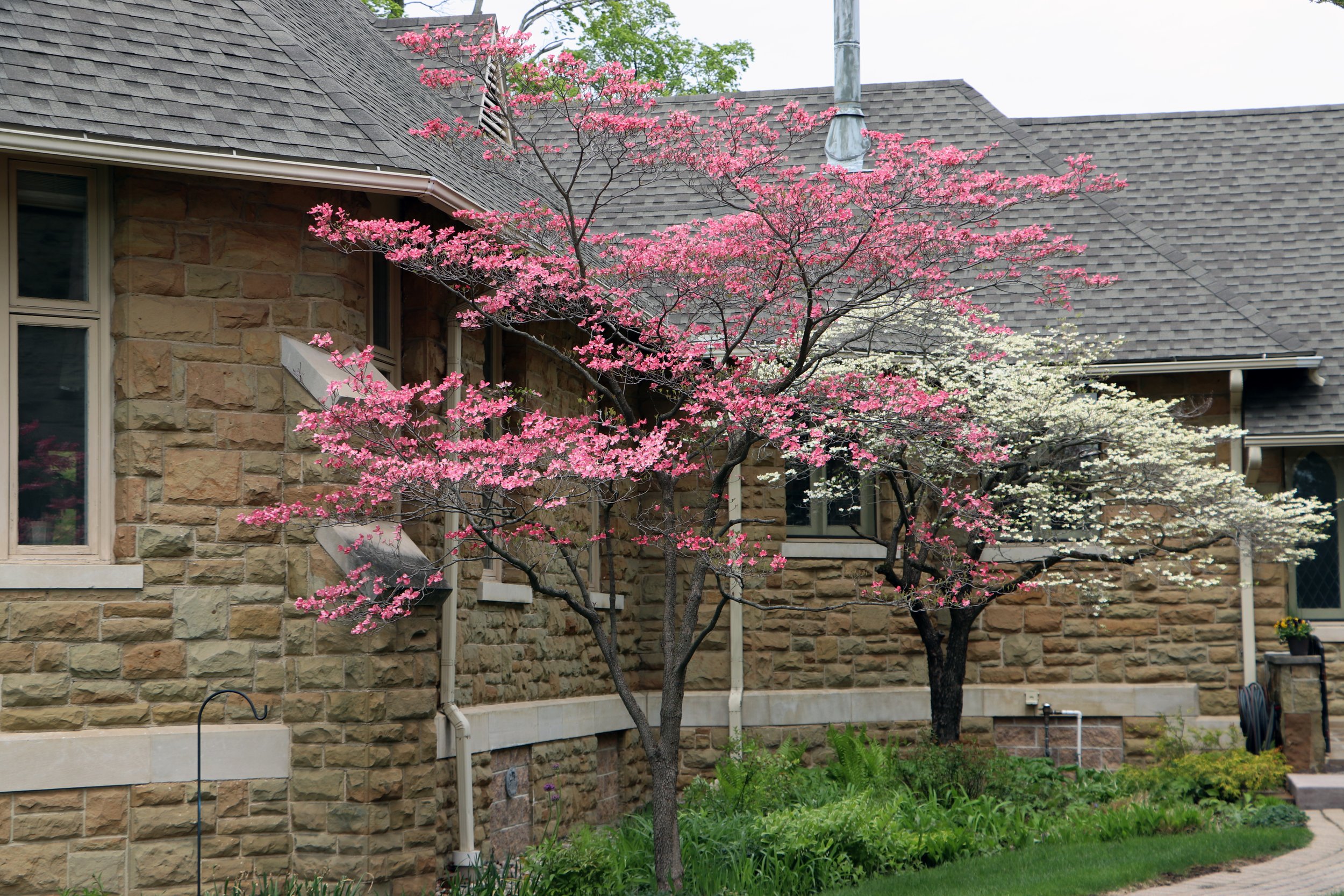 More Spring Flora