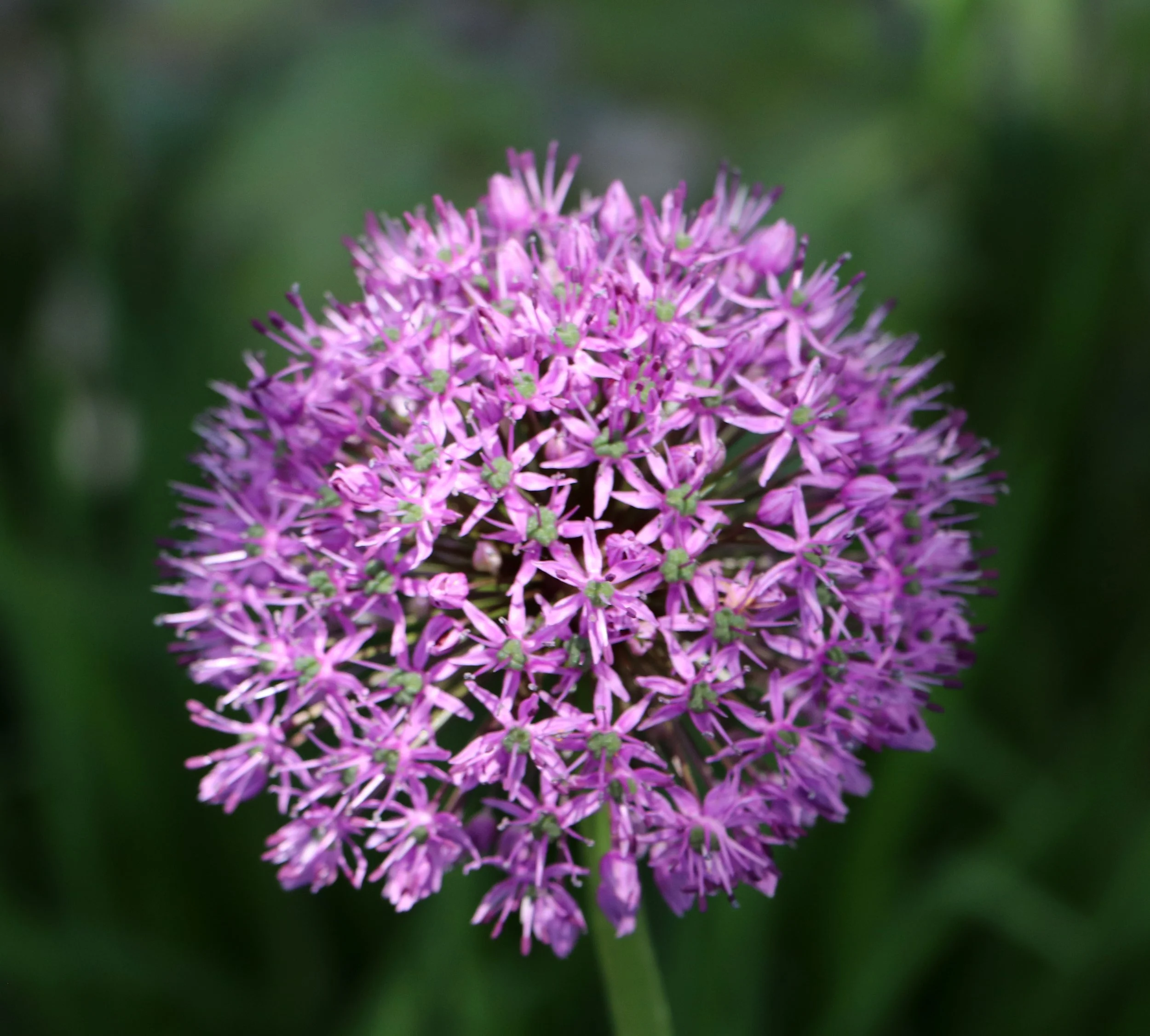 purple Allium